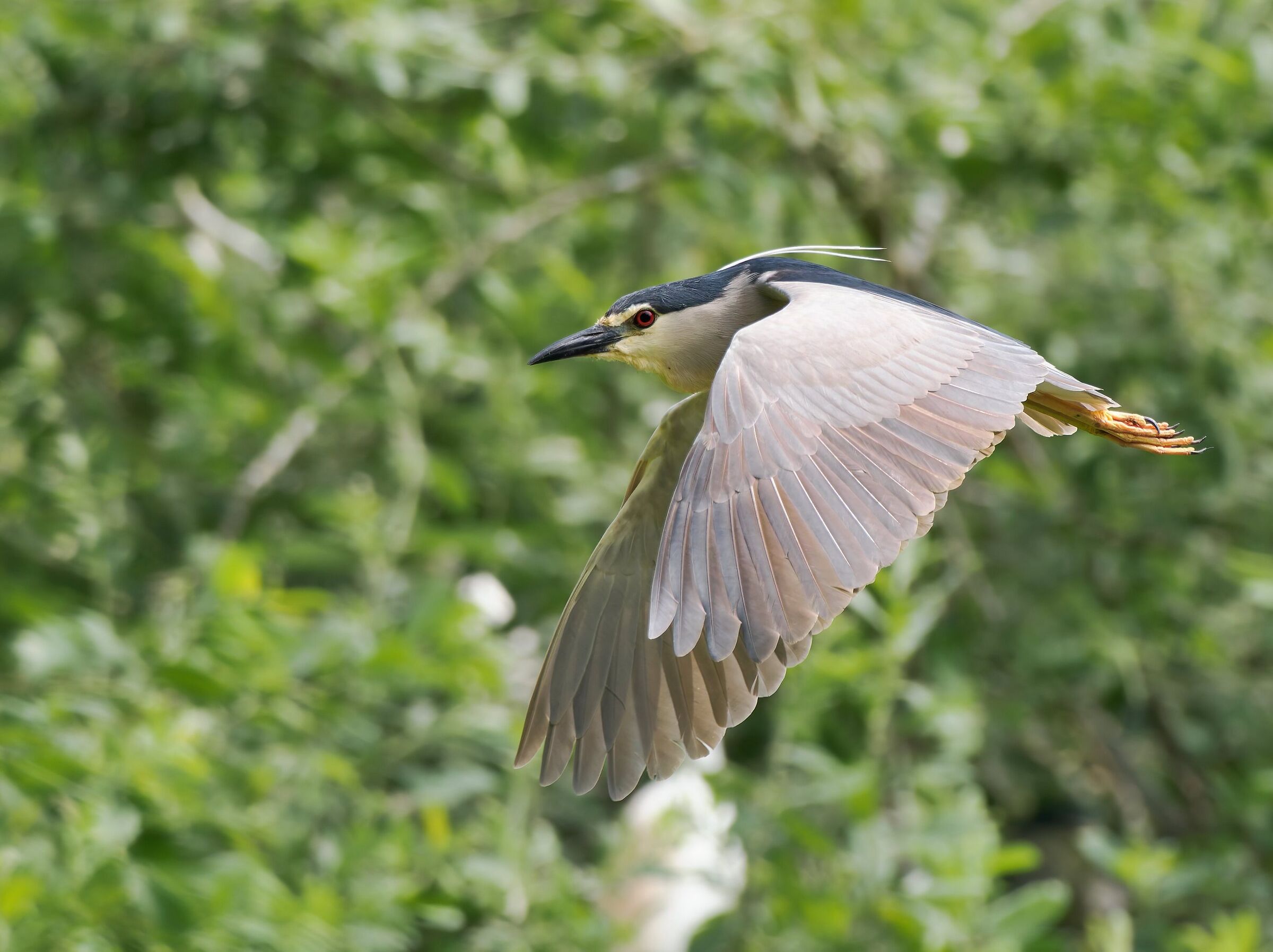 Night Heron