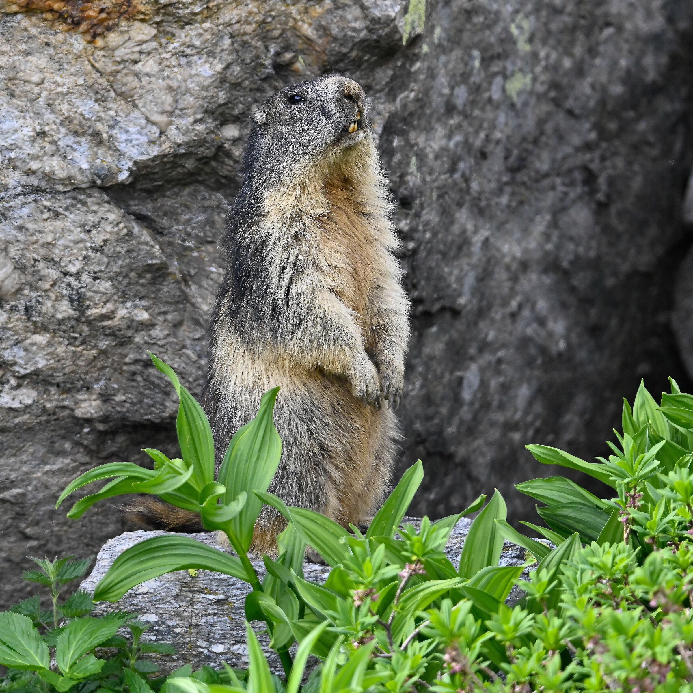 Marmot - Gran Paradiso National Park