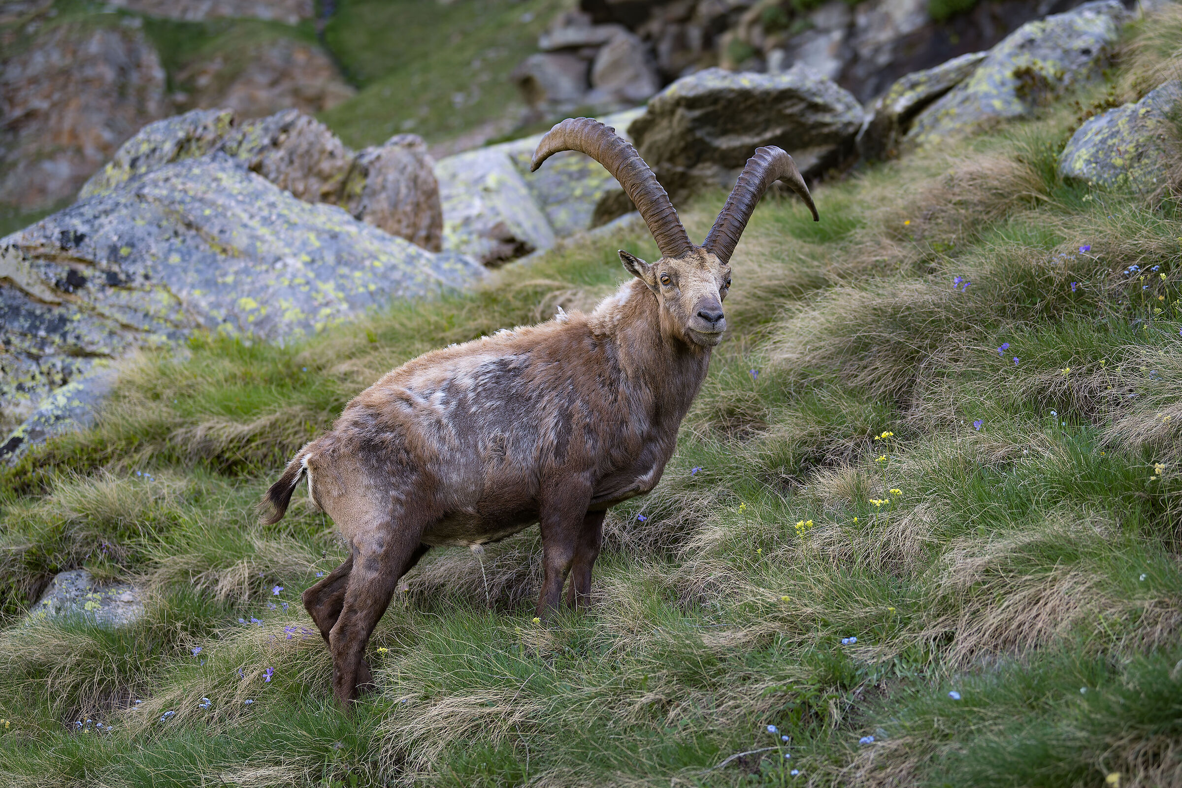Ibex - Gran Paradiso National Park