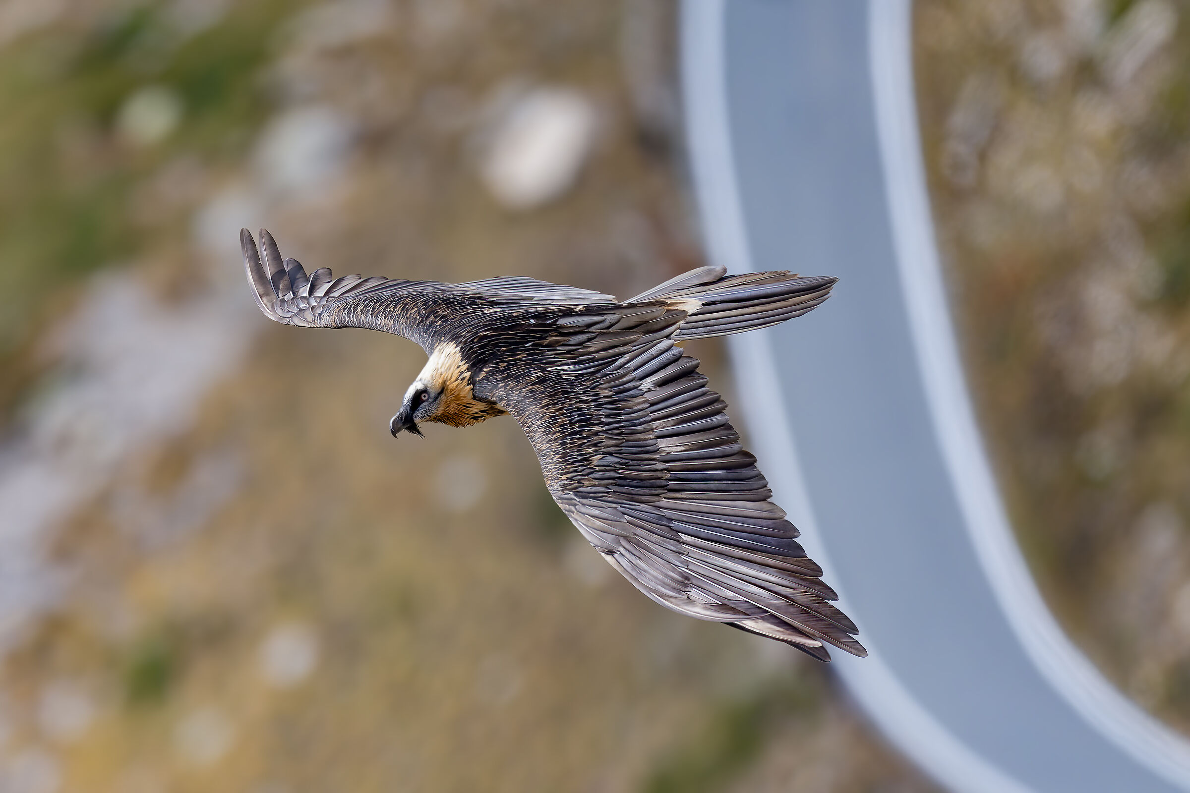 Gypaetus barbatus - Gran Paradiso National Park