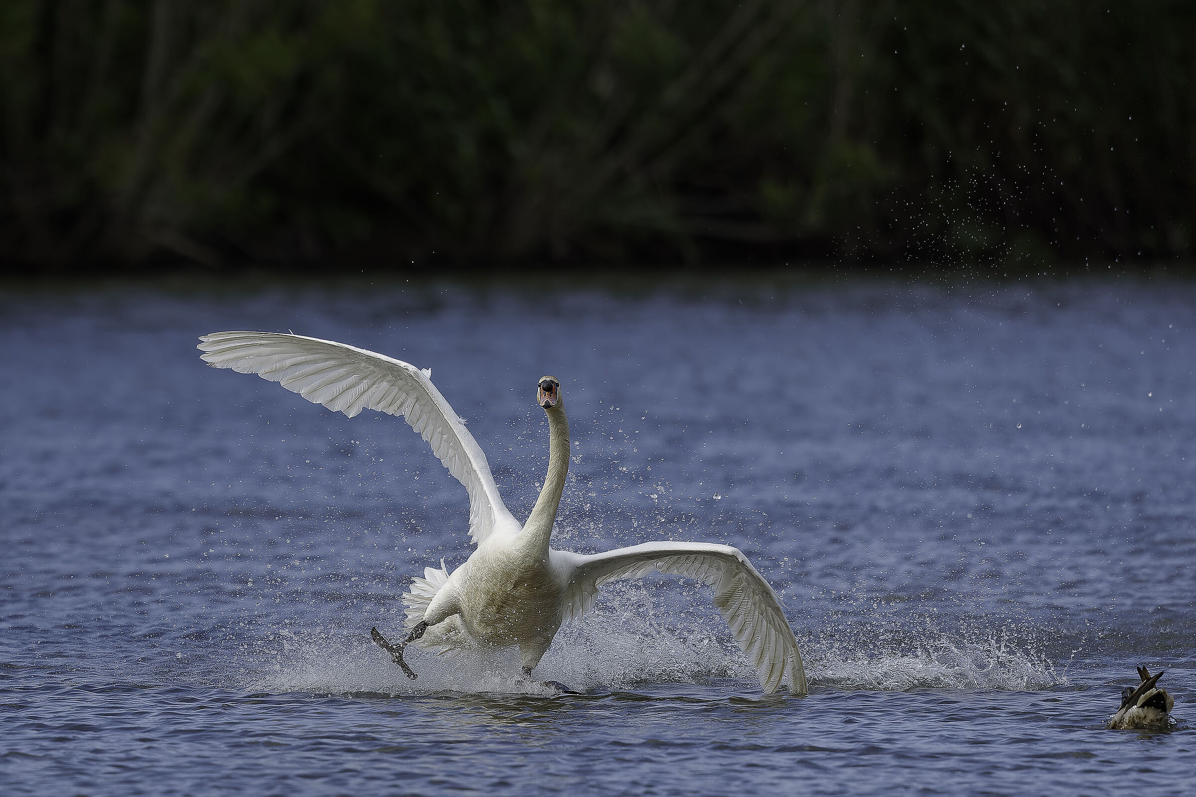 Swan Royale Drifting