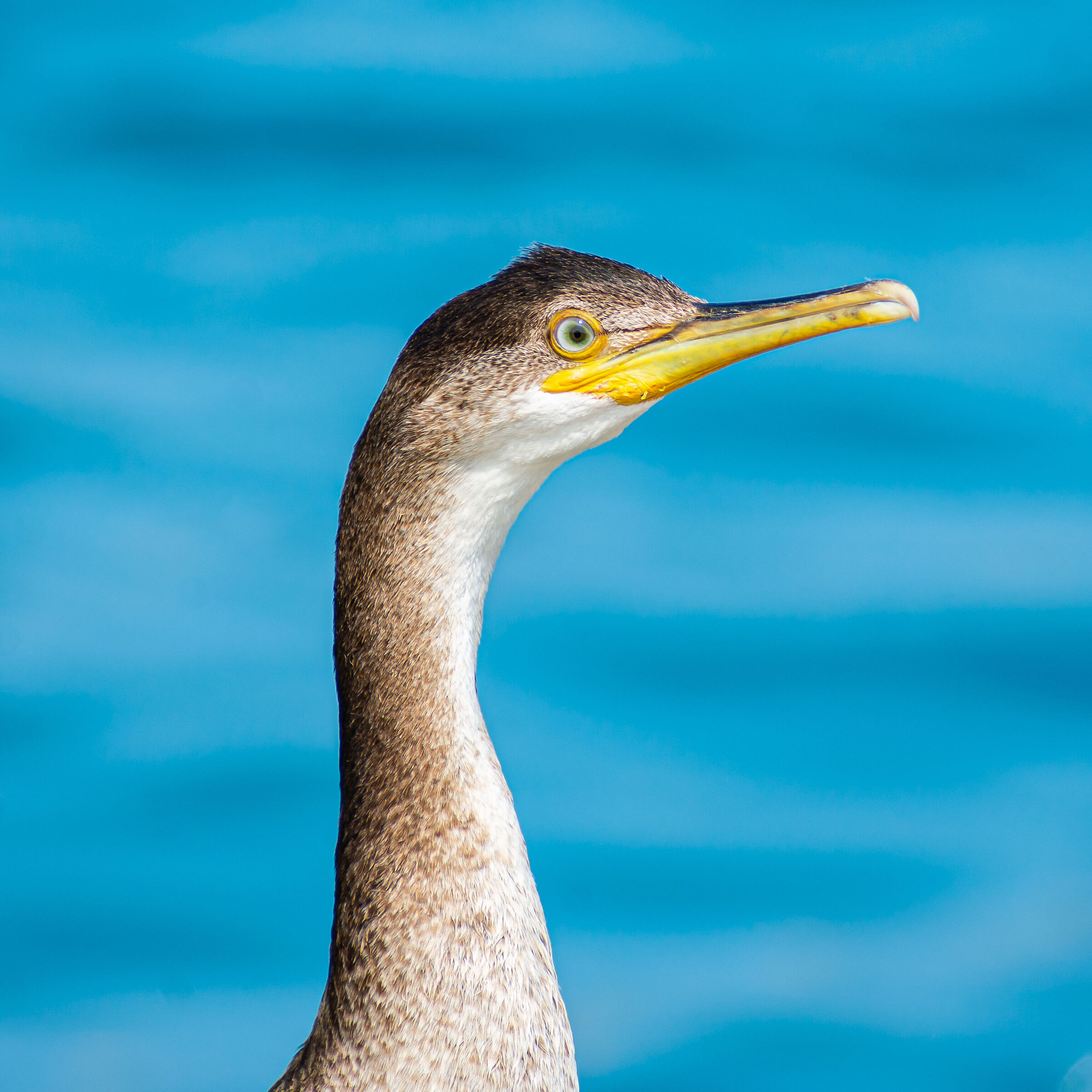 Portrait of Cormorant