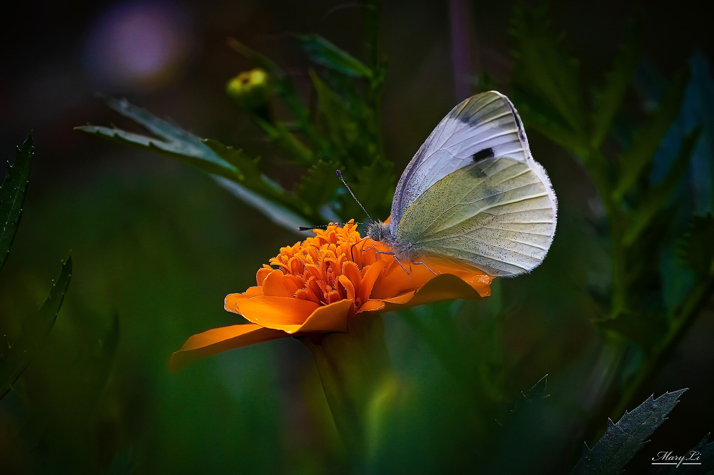 Butterfly and flower