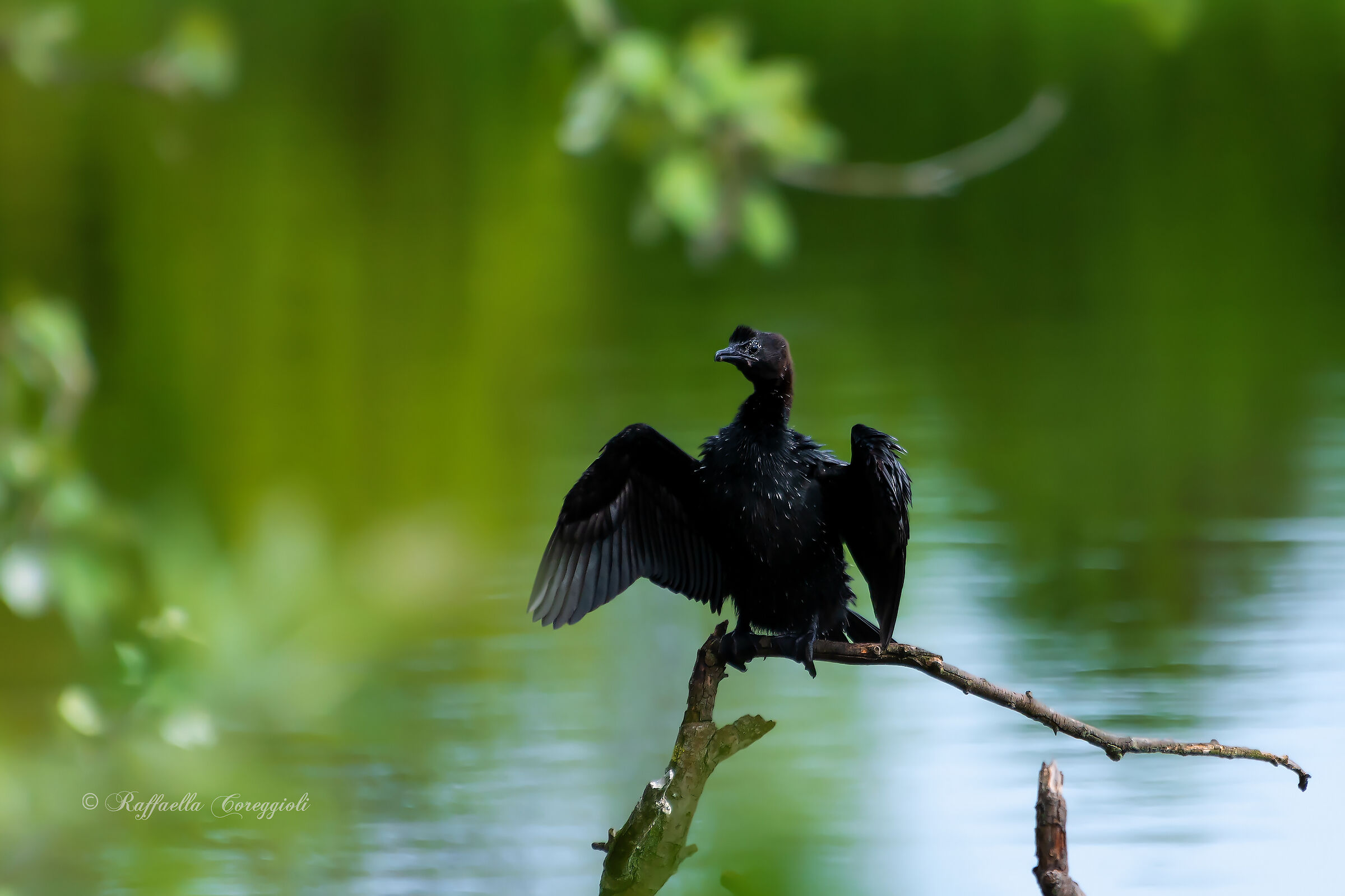 Cormorant