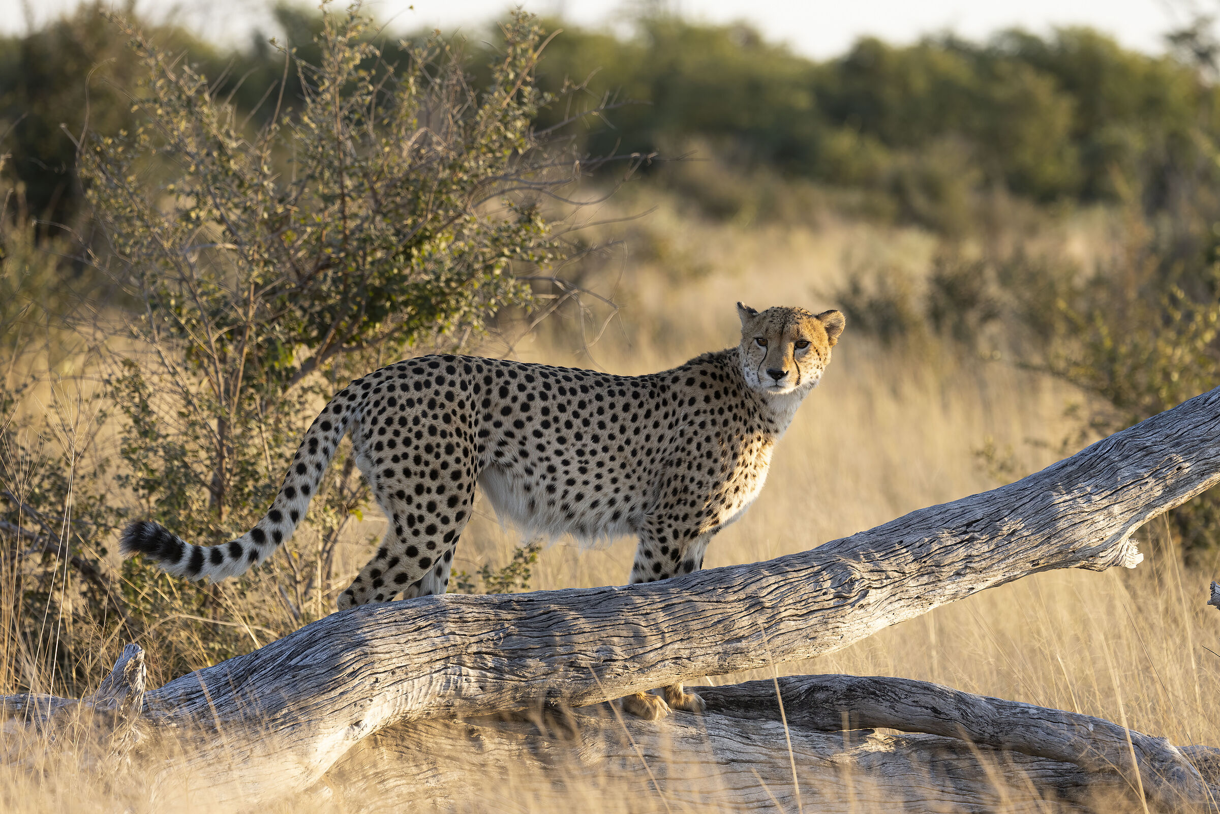 Botswana luglio 2022
