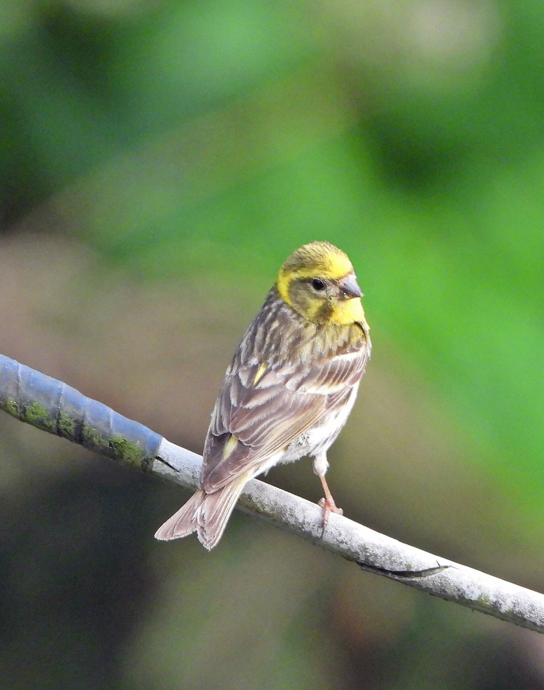 Male Serinus