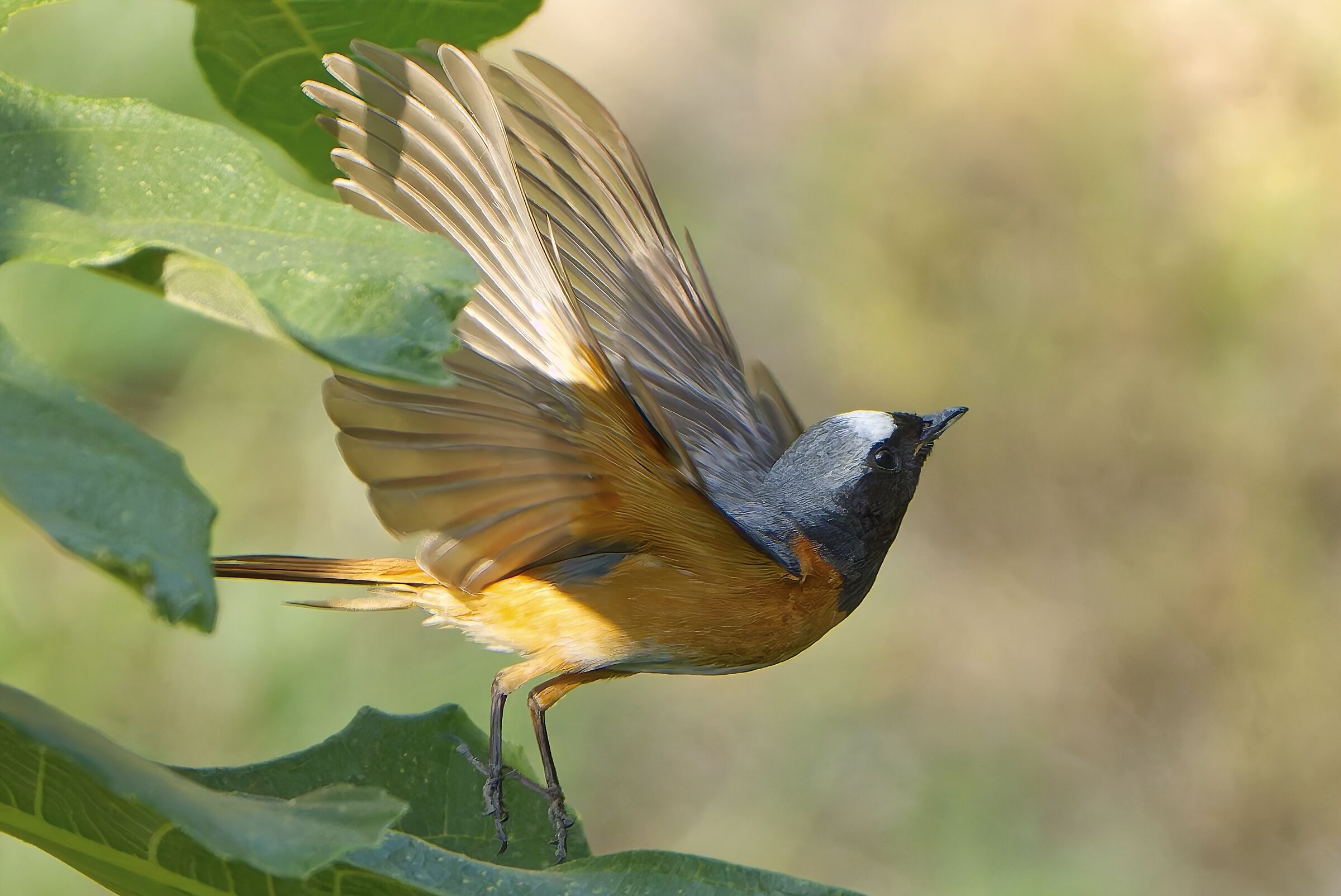 The redstart detachment