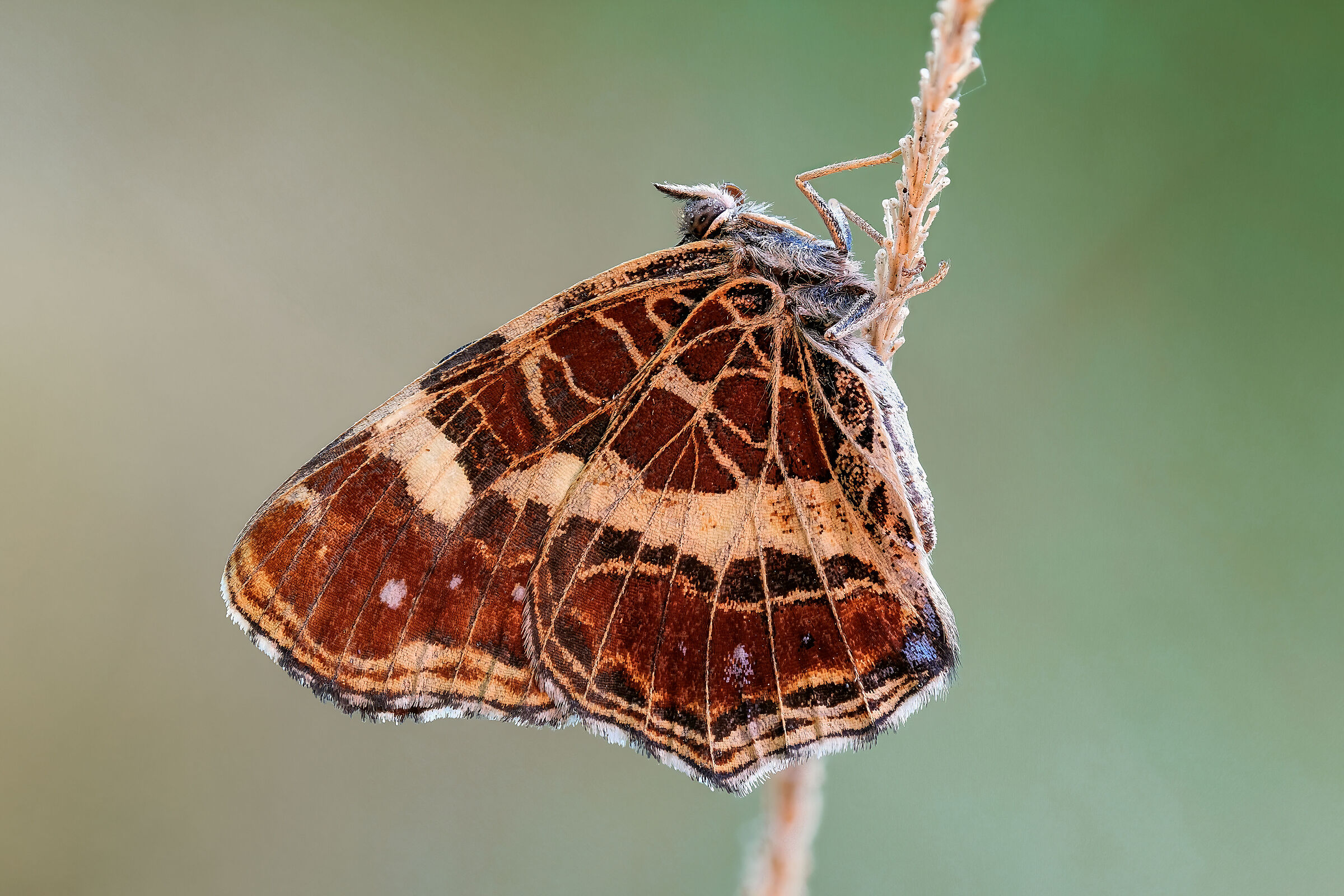 Araschnia levana