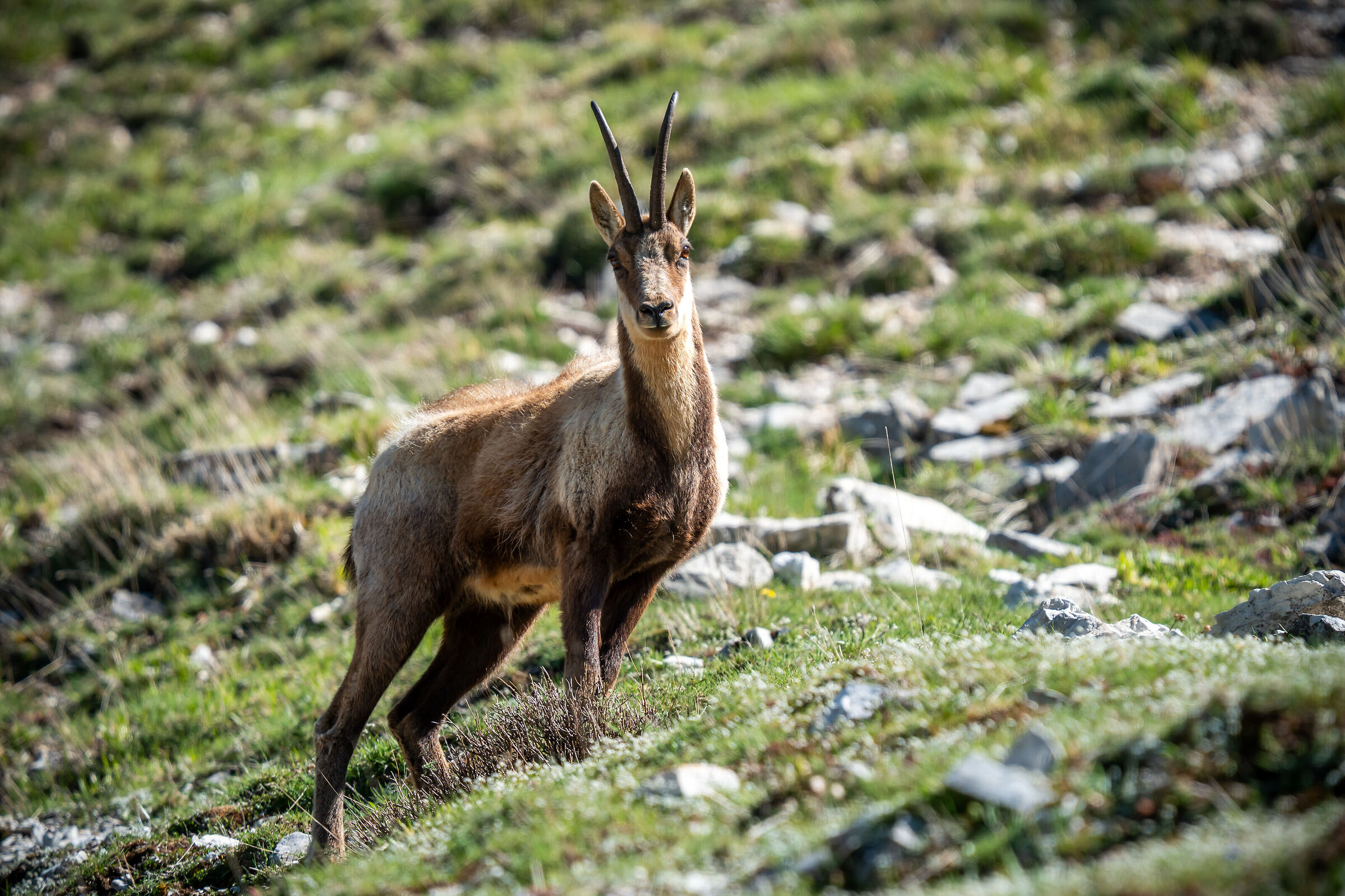 Camoscio | Monte Bove