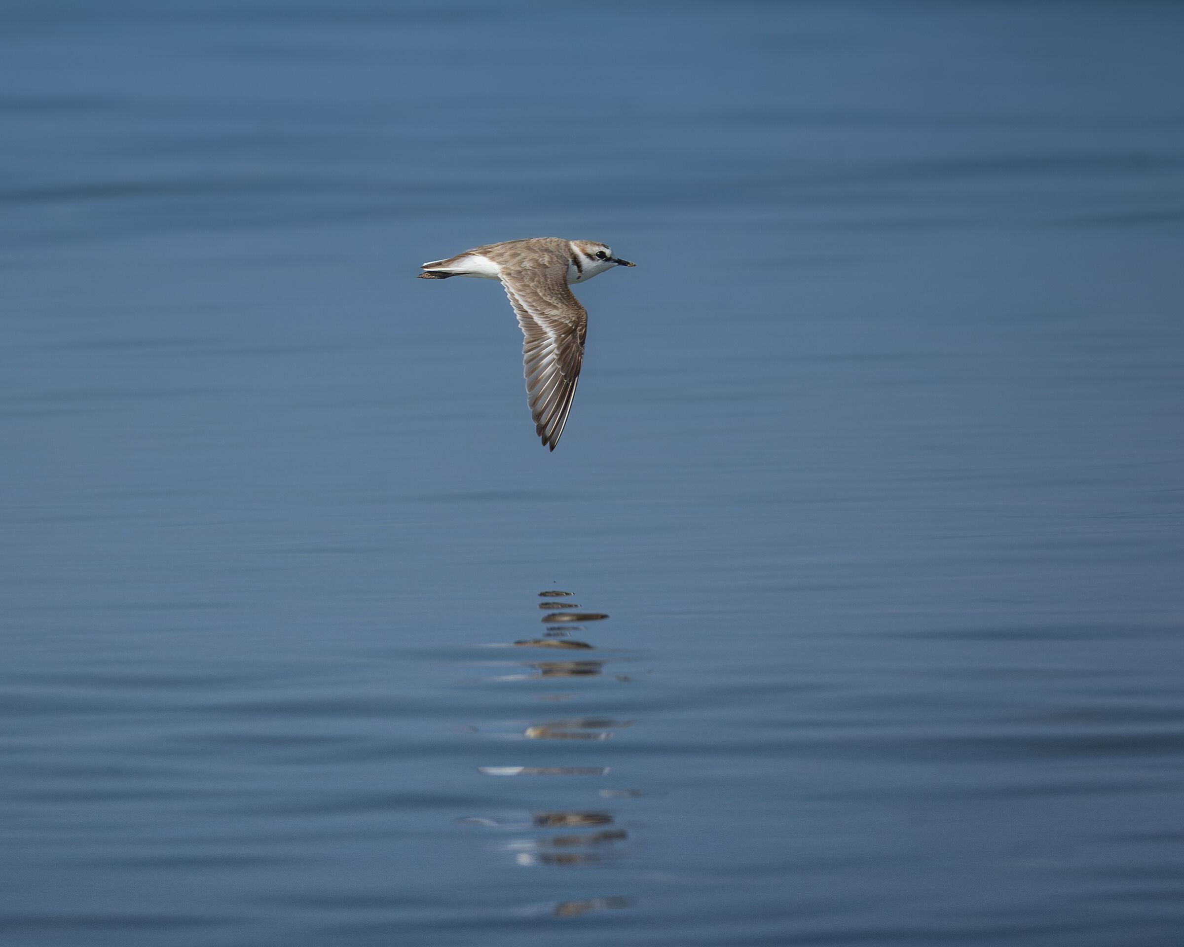 Kentish plover