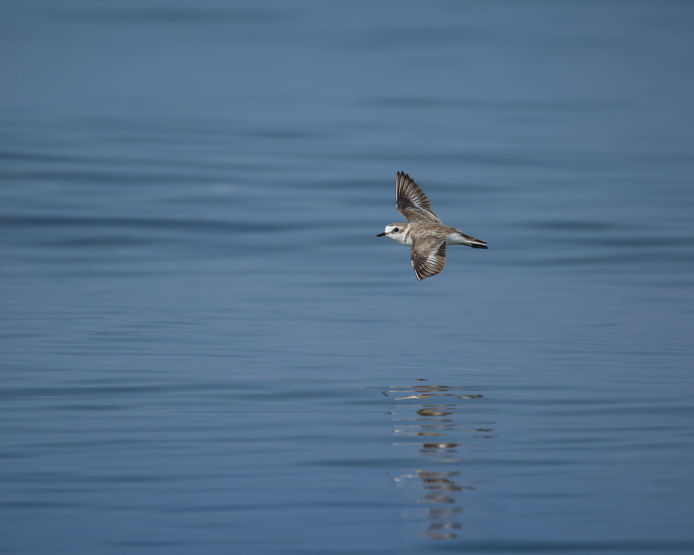 Kentish plover
