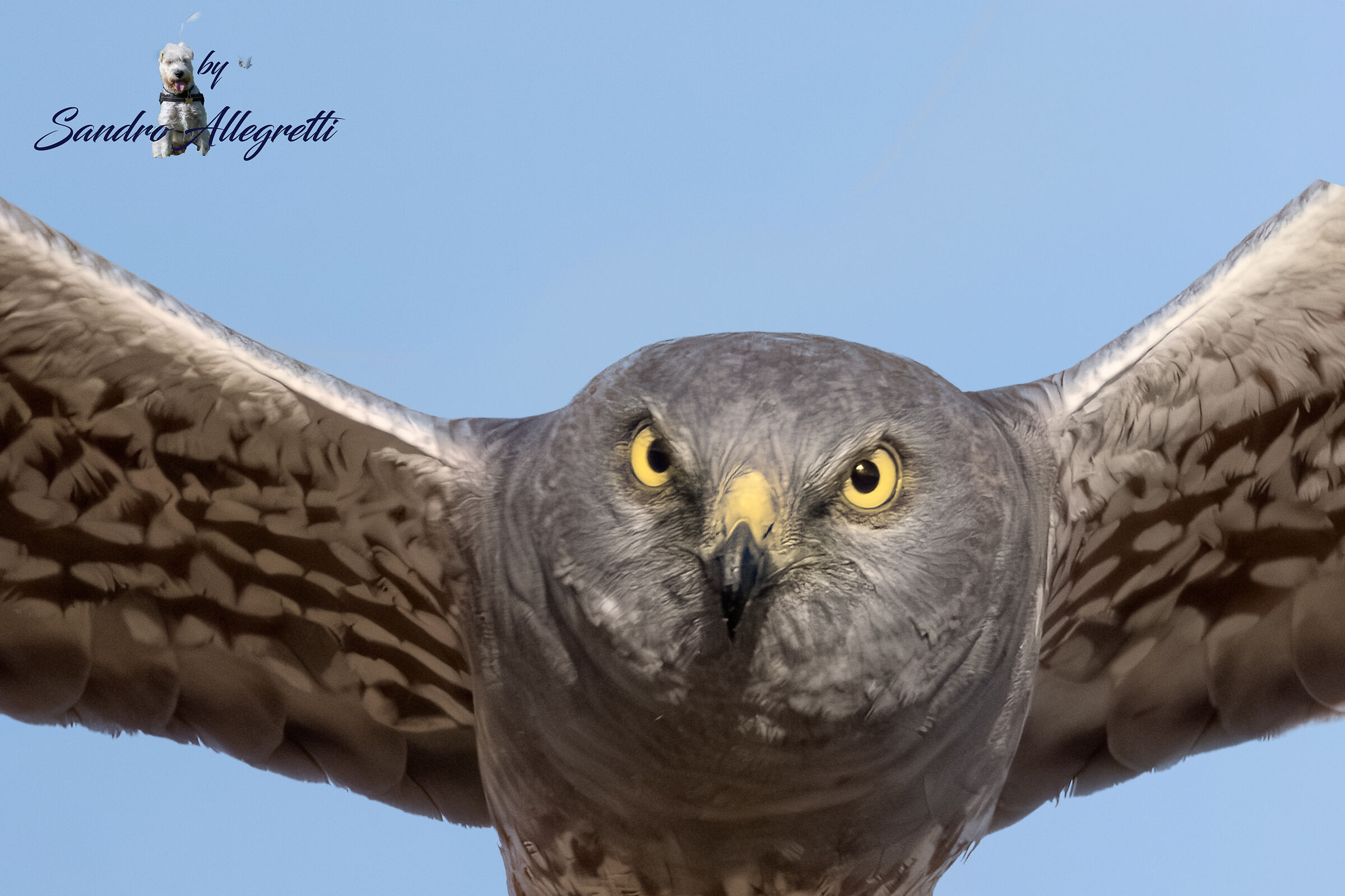 L'albanella minore (Circus pygargus)