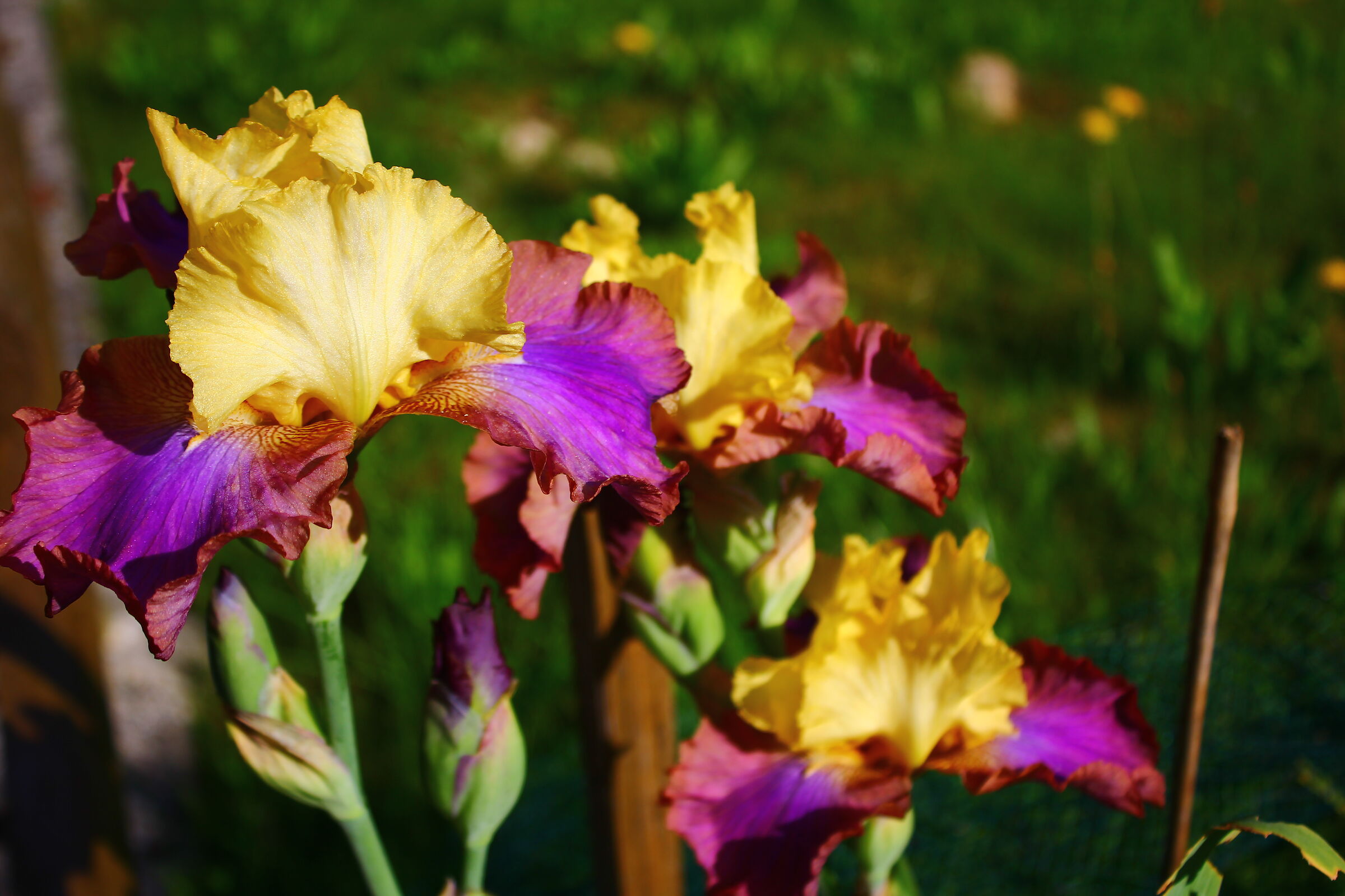 3 guaggioli together with various colors