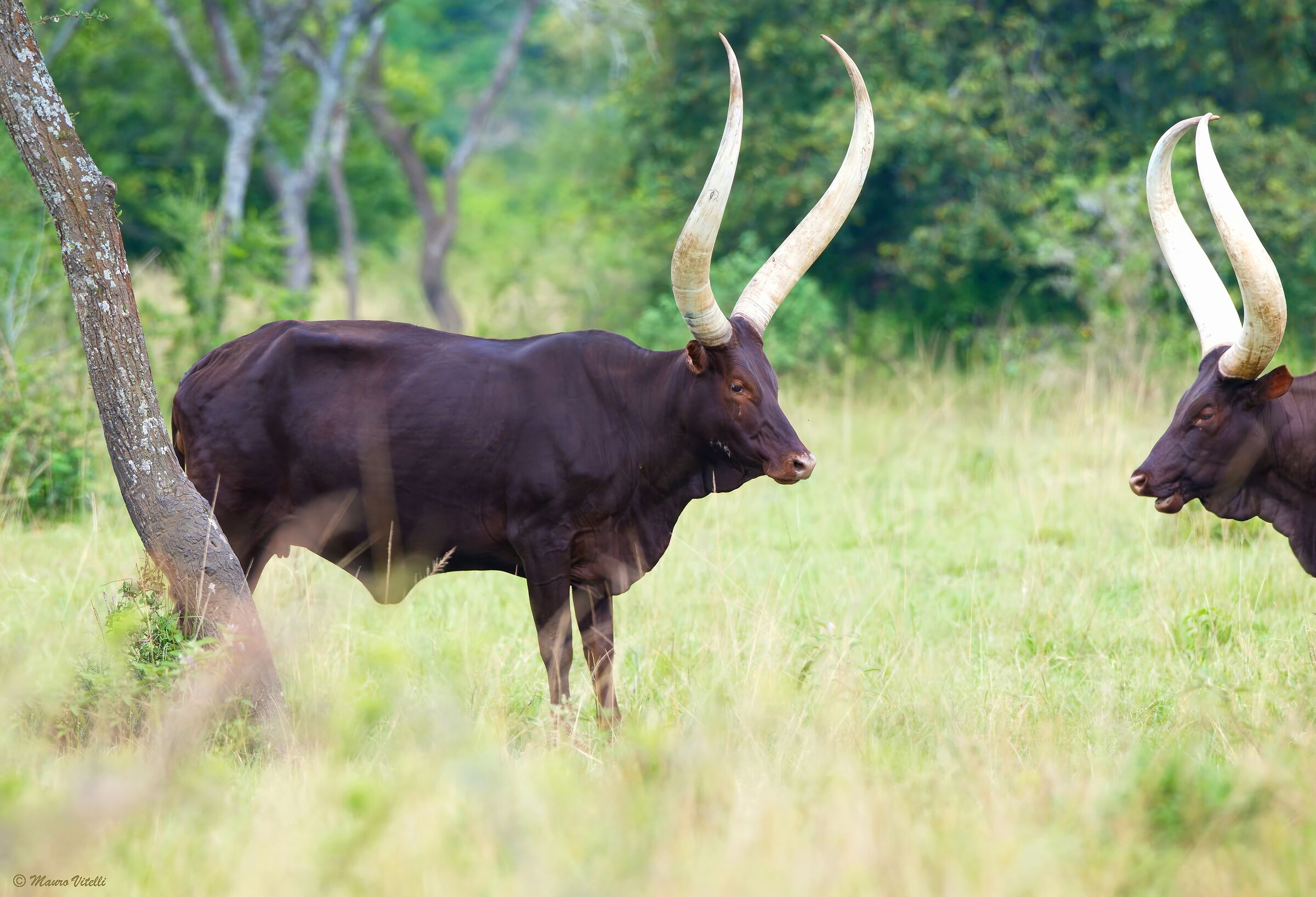 Ankole Cow