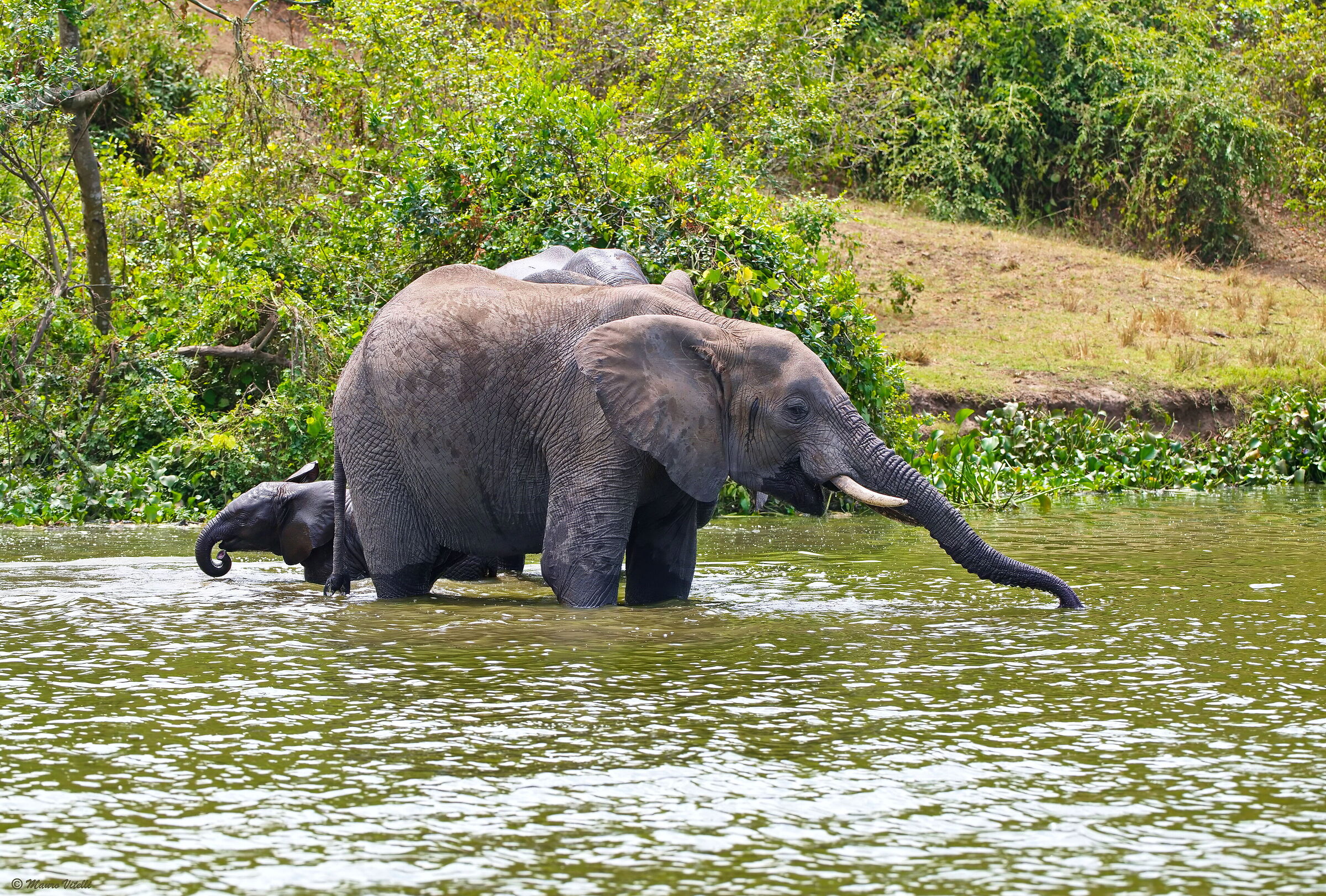 Elephants (Uganda)