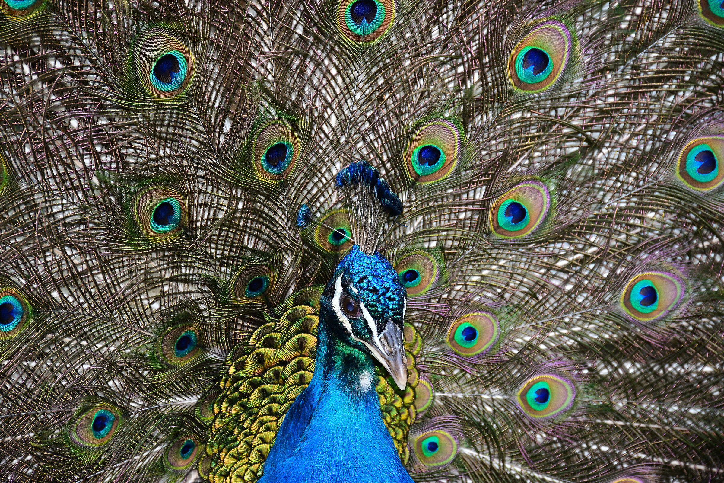 Pavo real