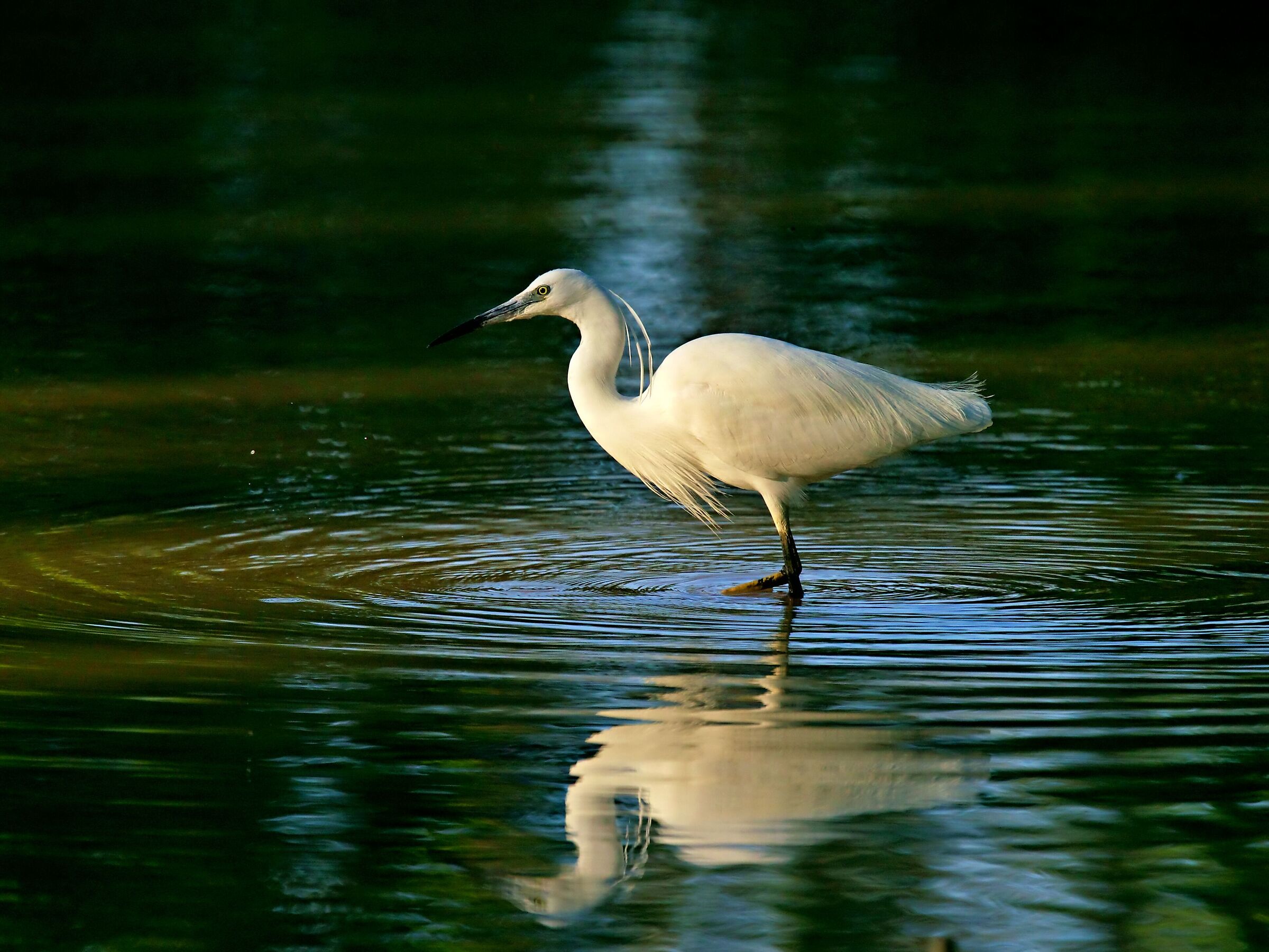 Egret at sunset