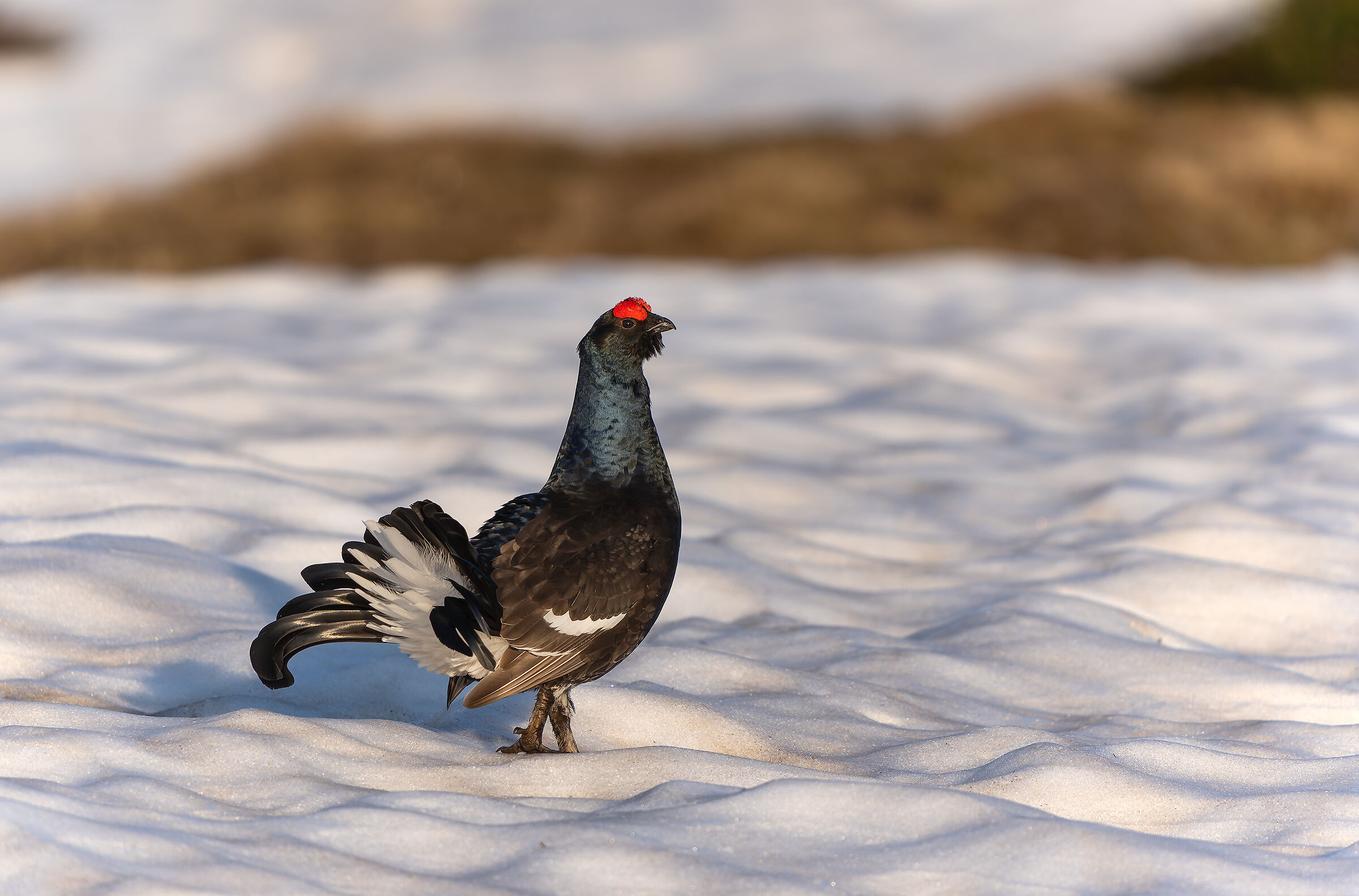 Gallo forcello sulla neve