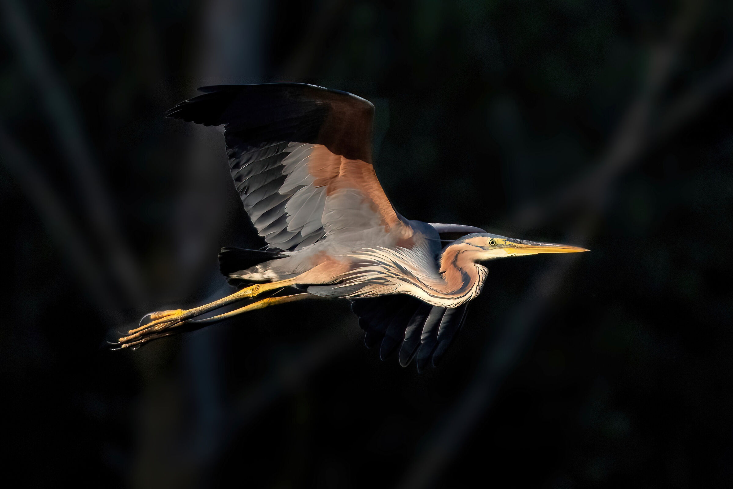 Purple heron (Ardea purpurea)