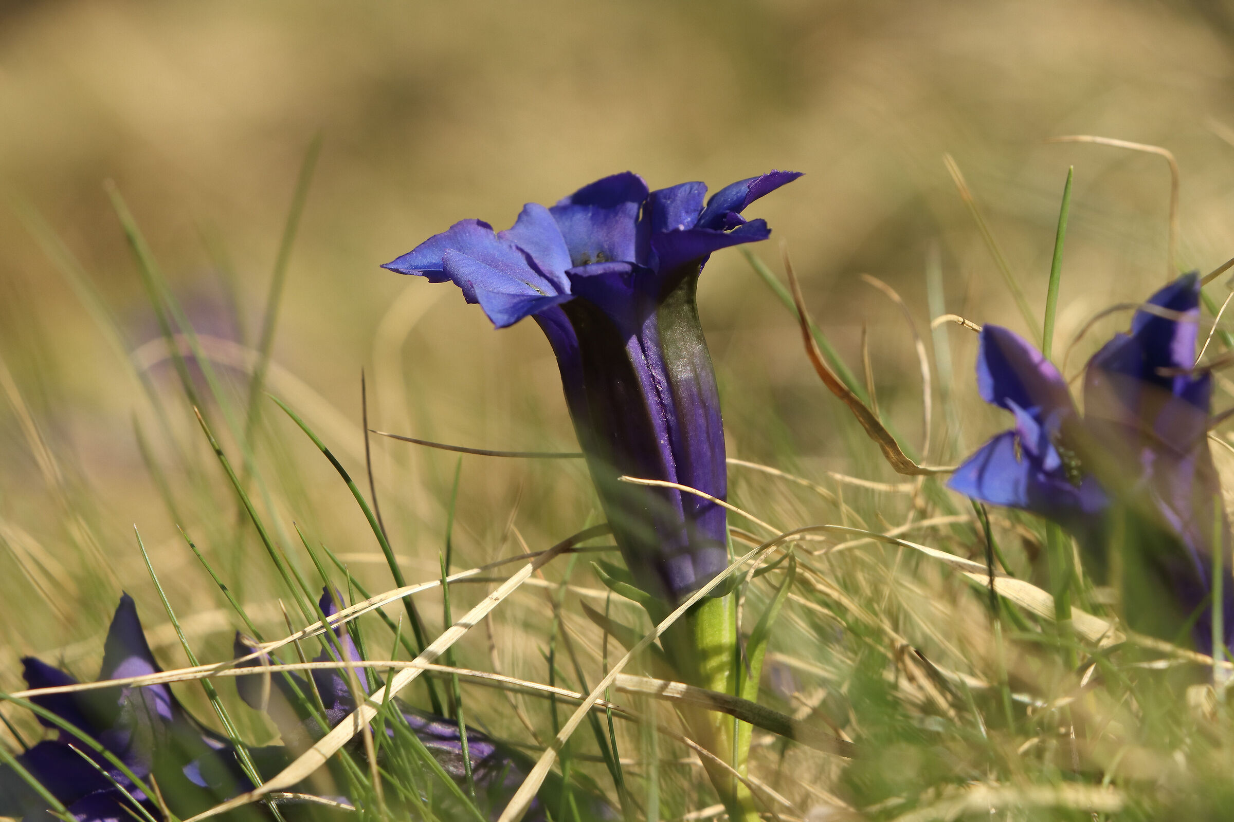 gentians at high altitude