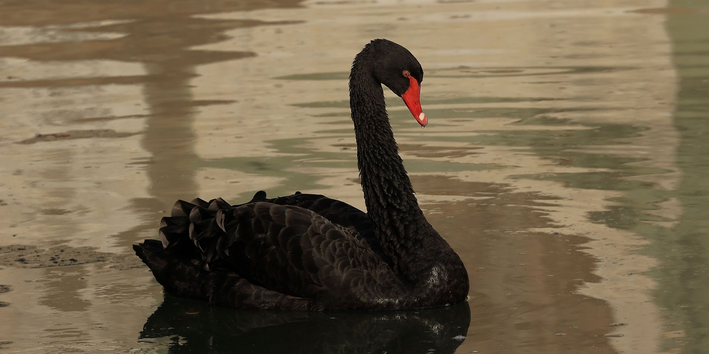 cigno nero