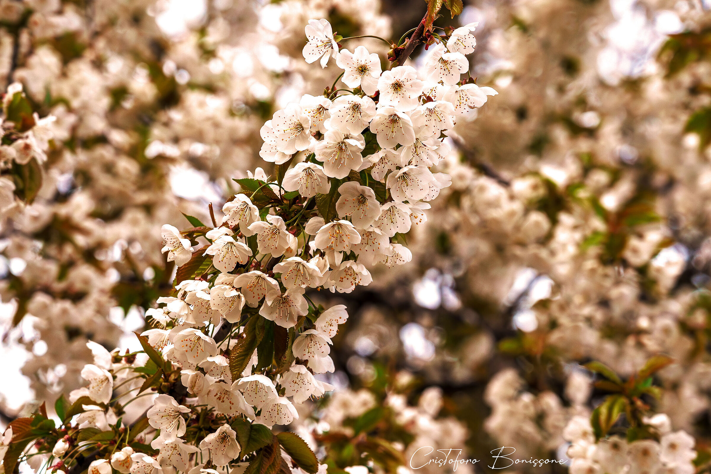 White cherry tree in bloom Sunset