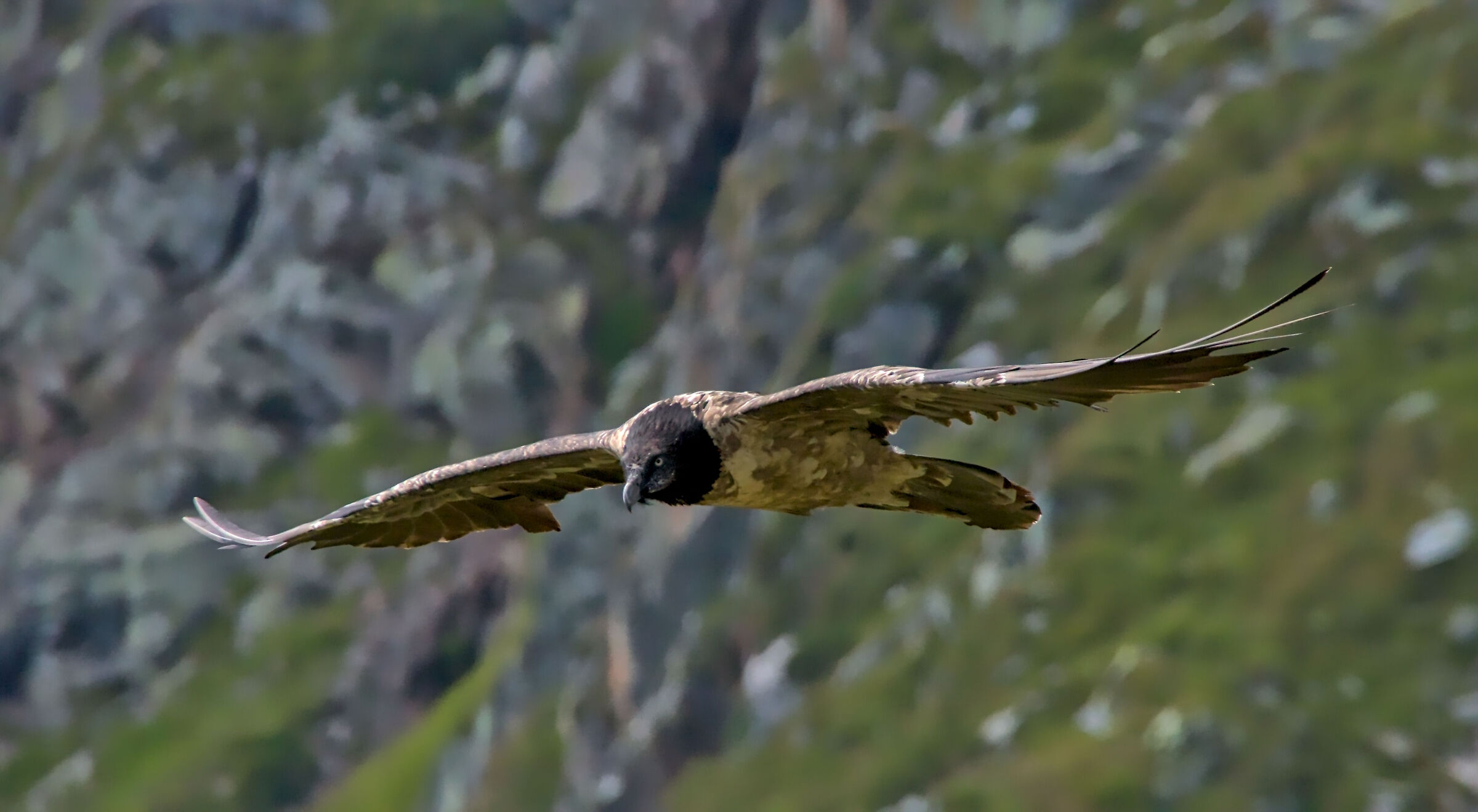 Immature bearded vulture test with high iso