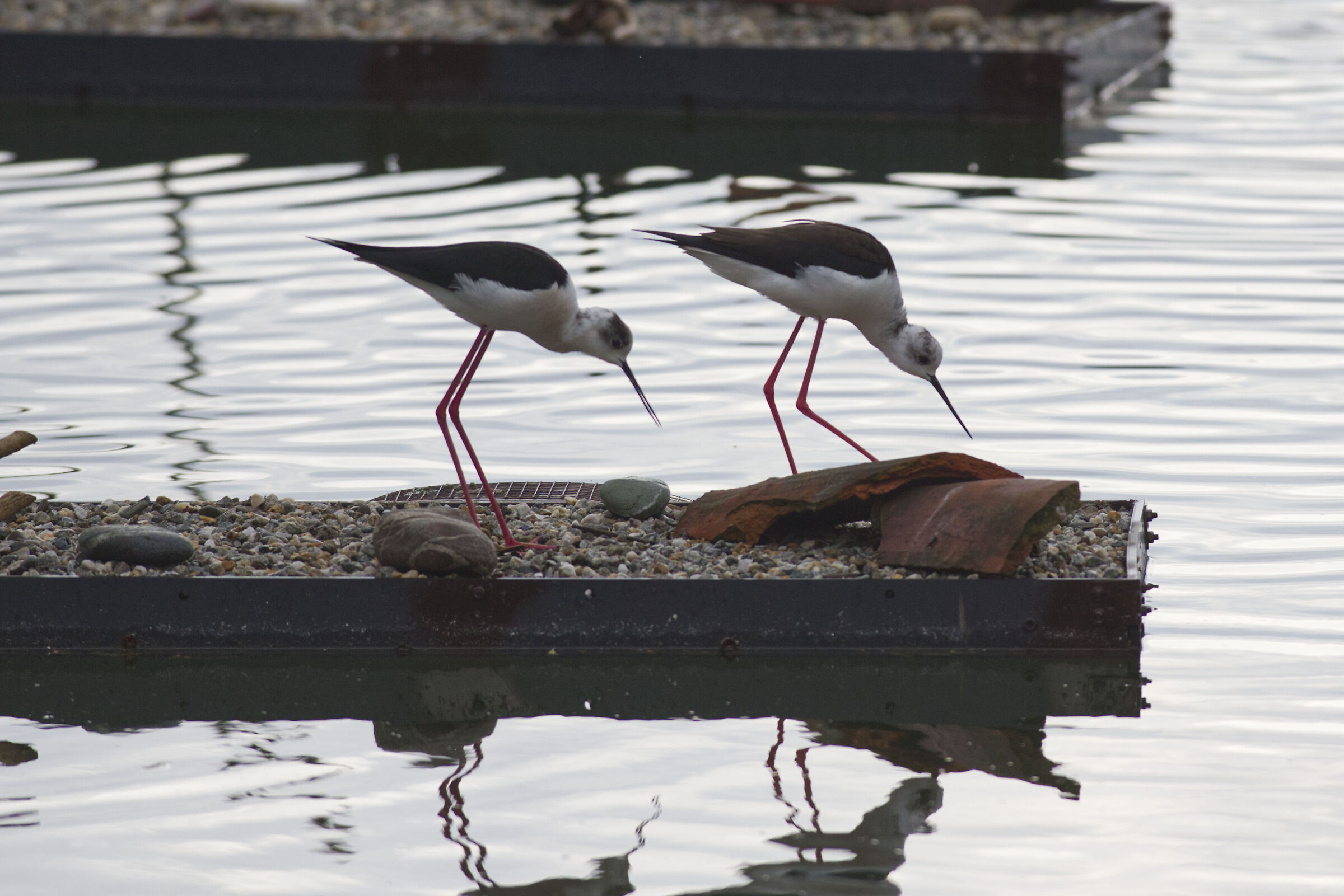 Cosa stai cercando??