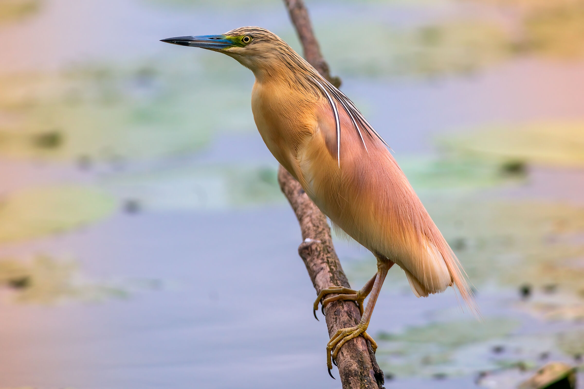 Squacco heron