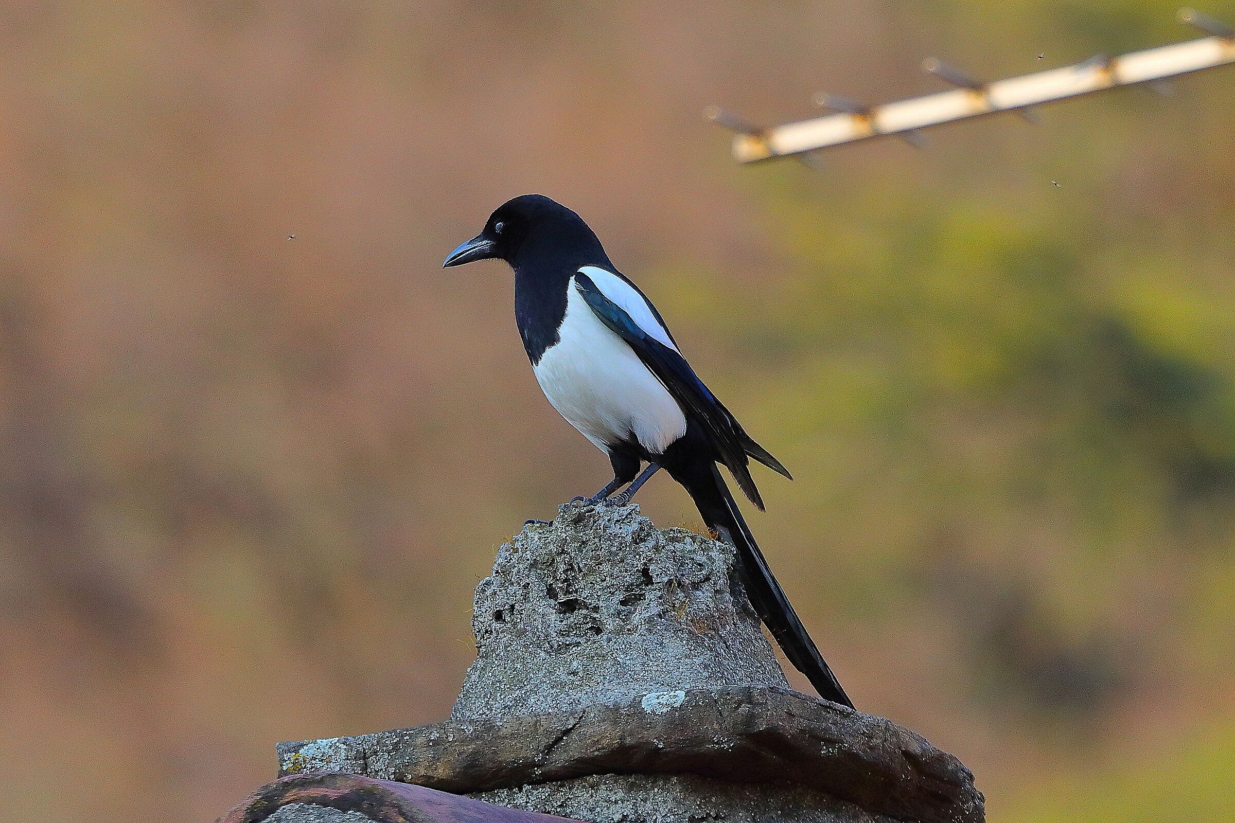 Gazza L 08 marzo 2025 - 0078