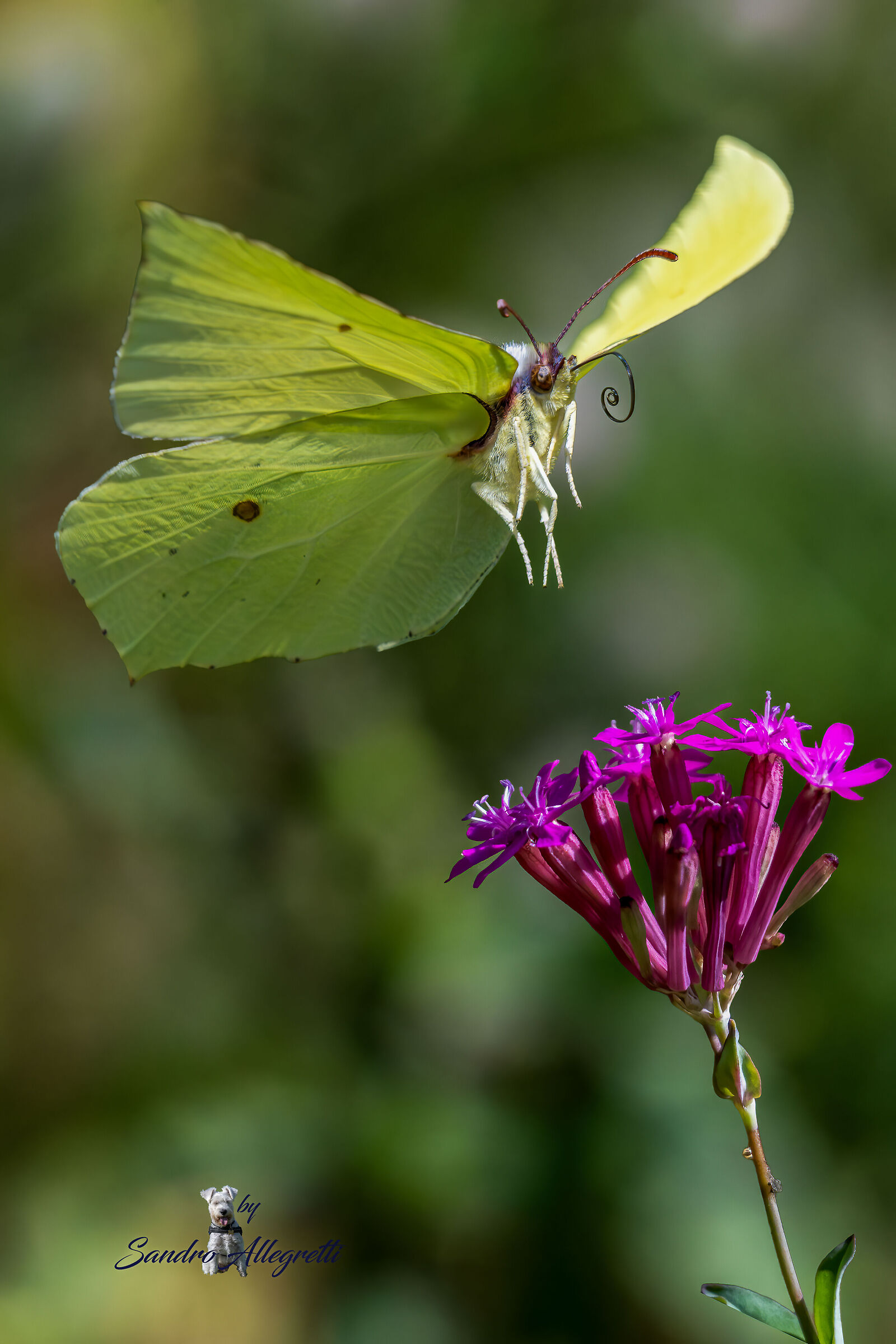 La cedronella (Gonepteryx rhamni )