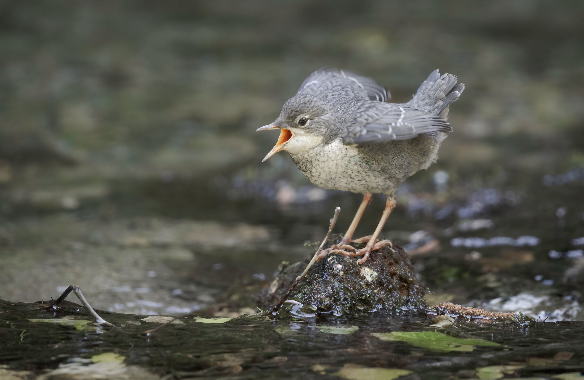 Blackbird dipper juv