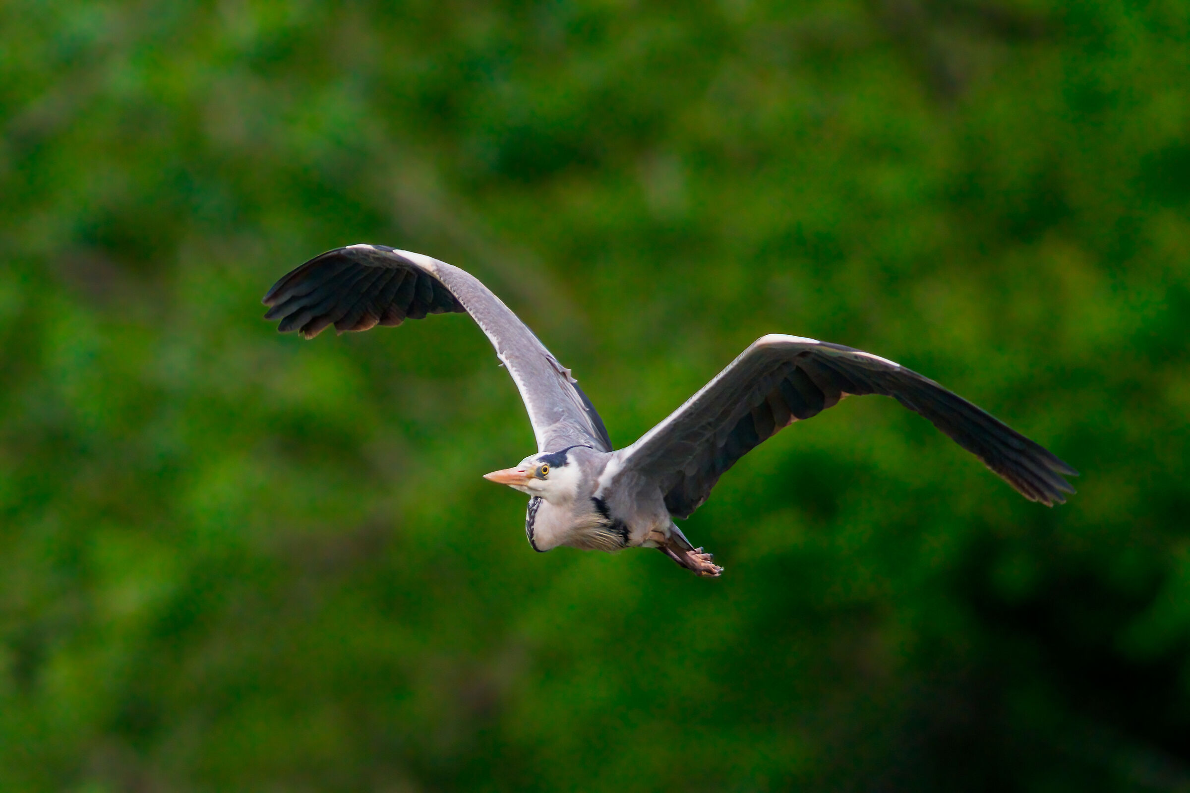 Grey Heron in flight