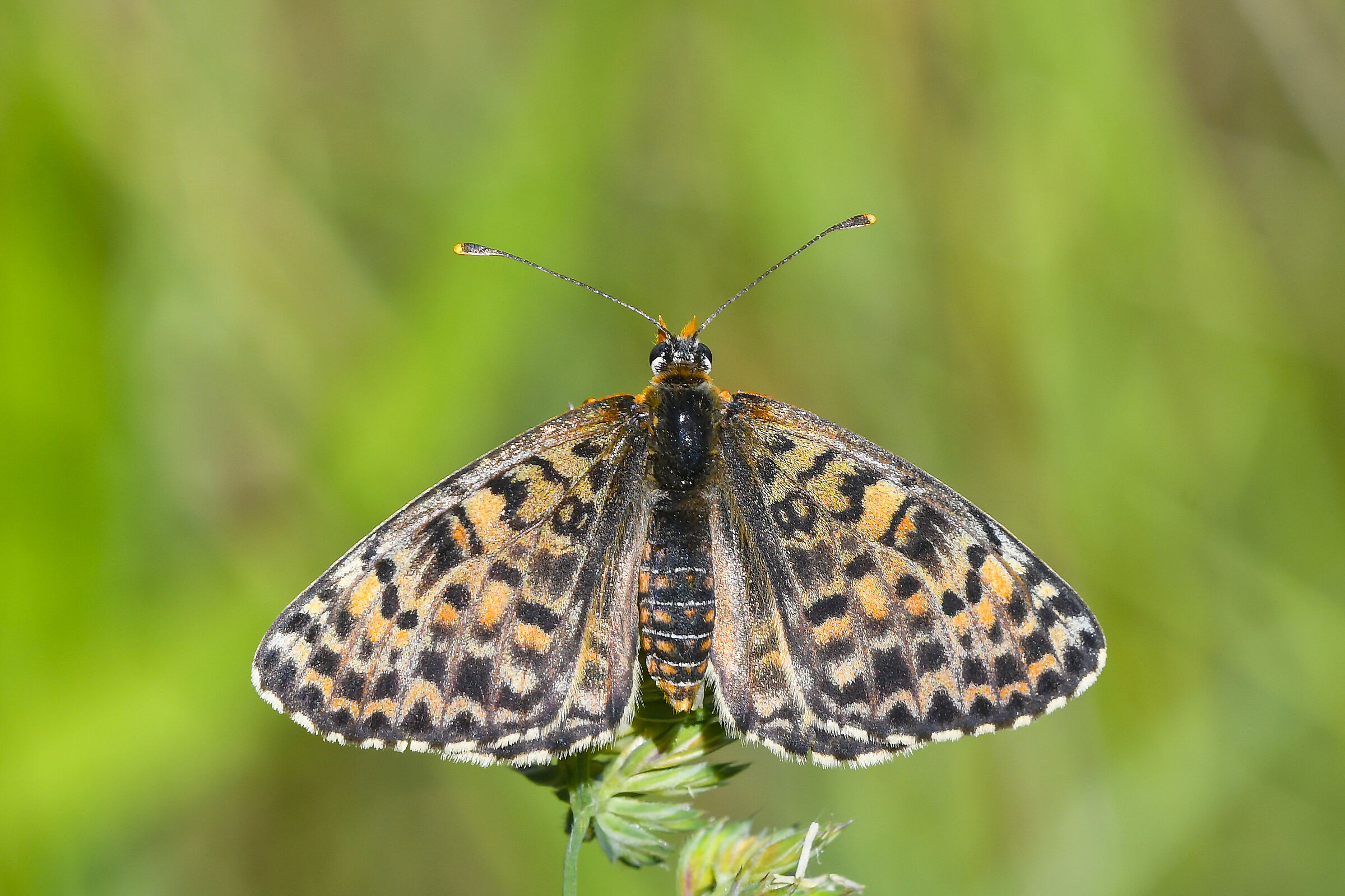 Melitaea didyma