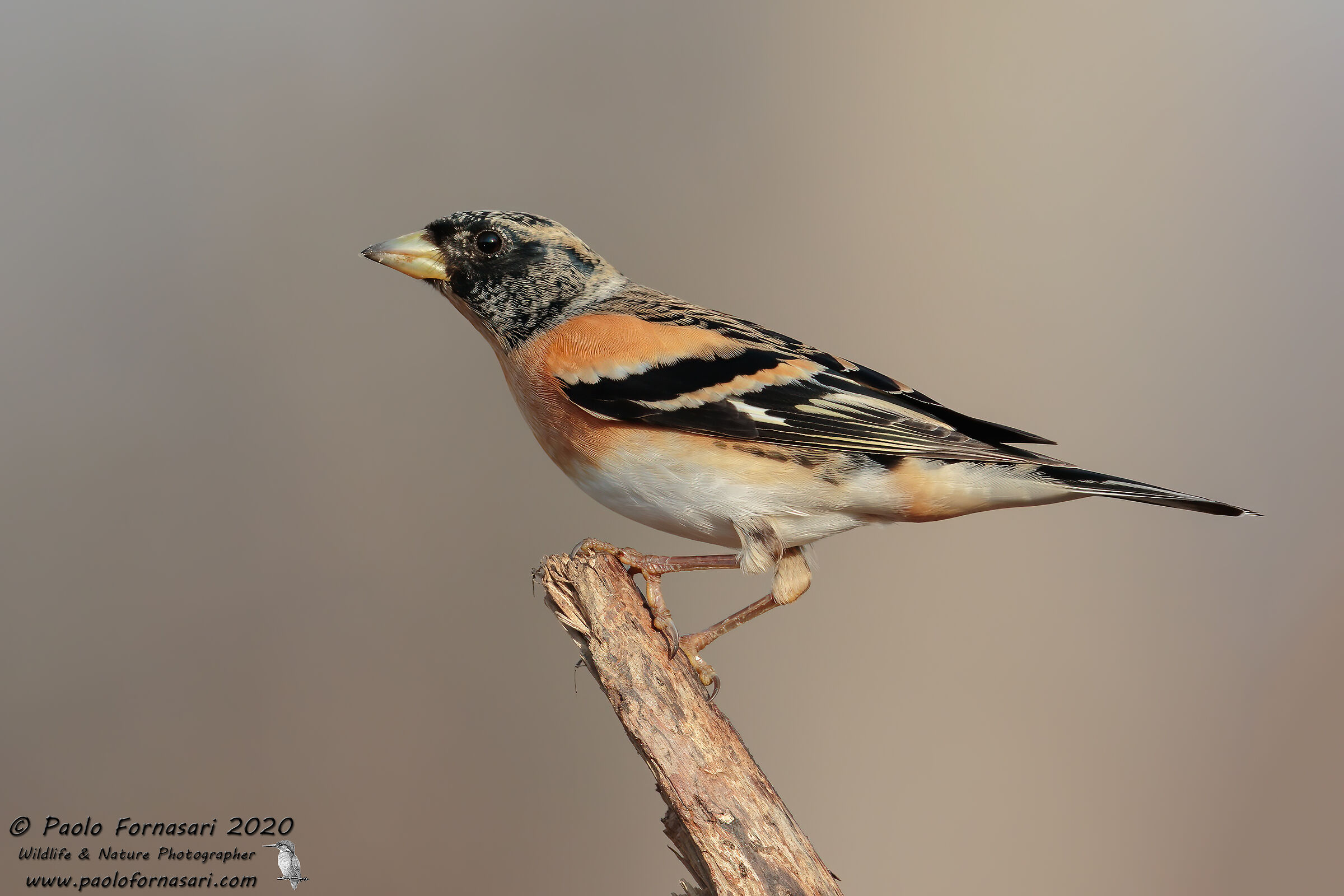 Peppola &male; (Fringilla montifringilla)