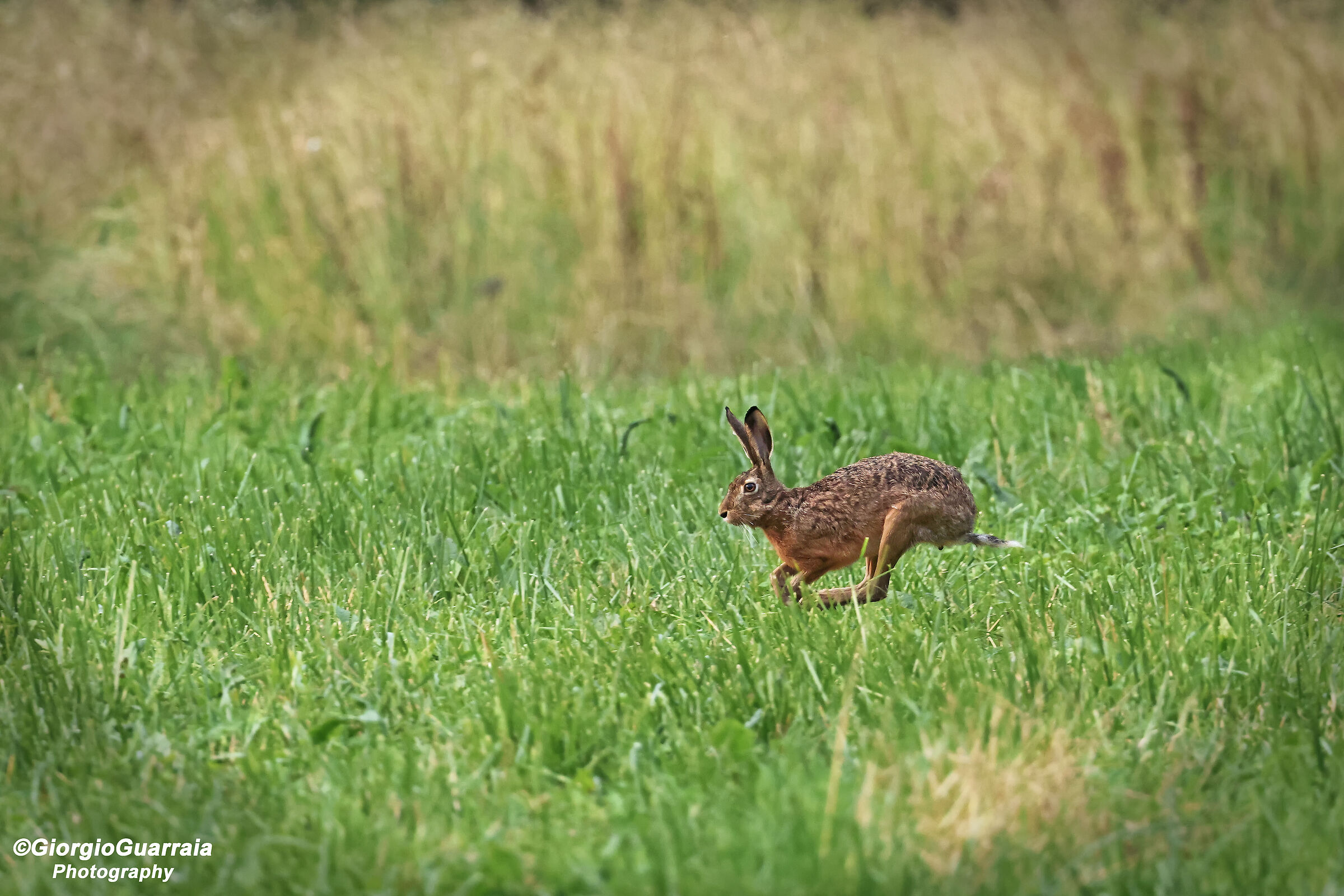 Lepre in fuga