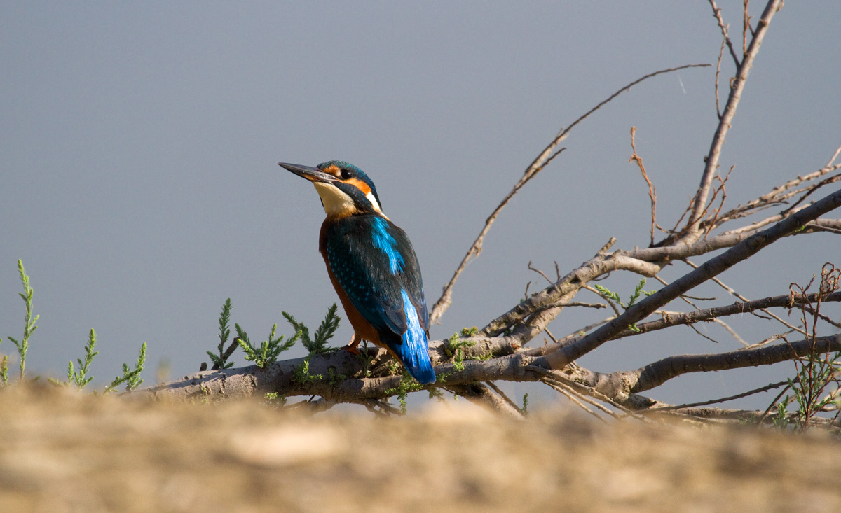 il primo martino da vicino
