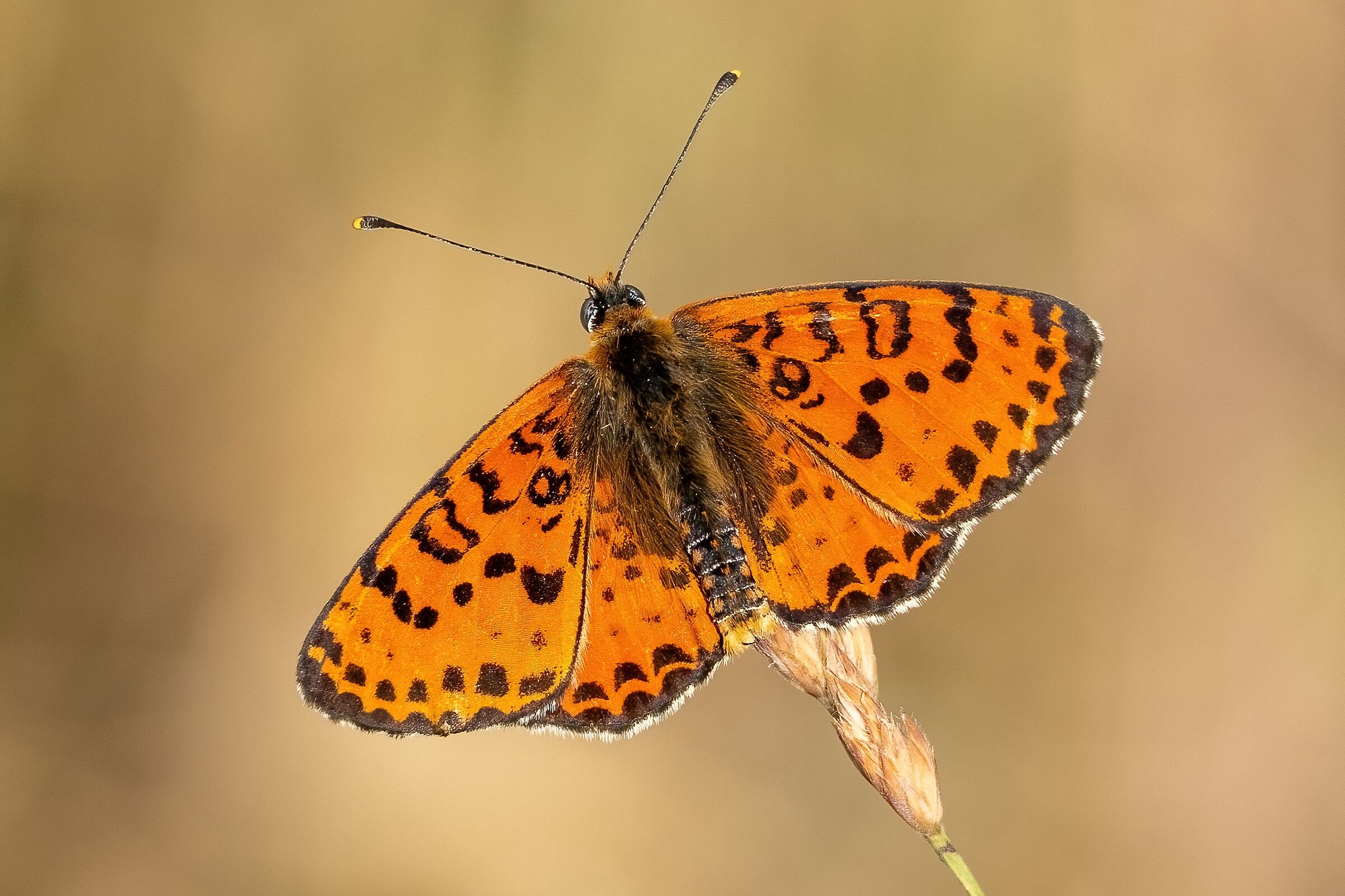 Boloria eunomia