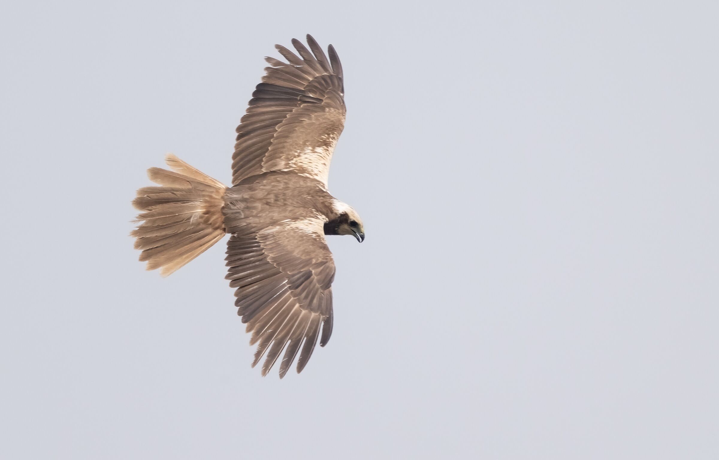 Falco di palude