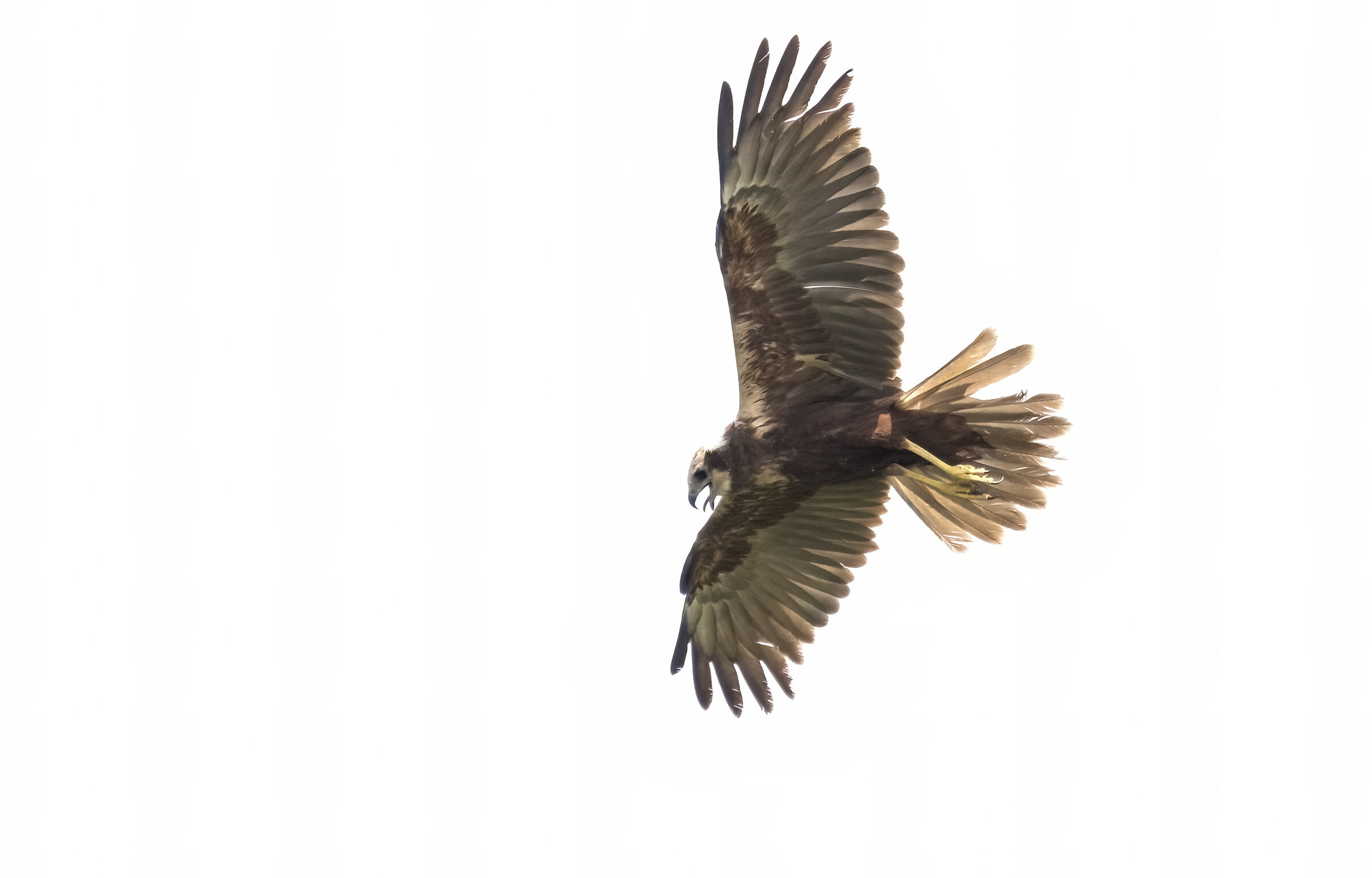 Falco di palude