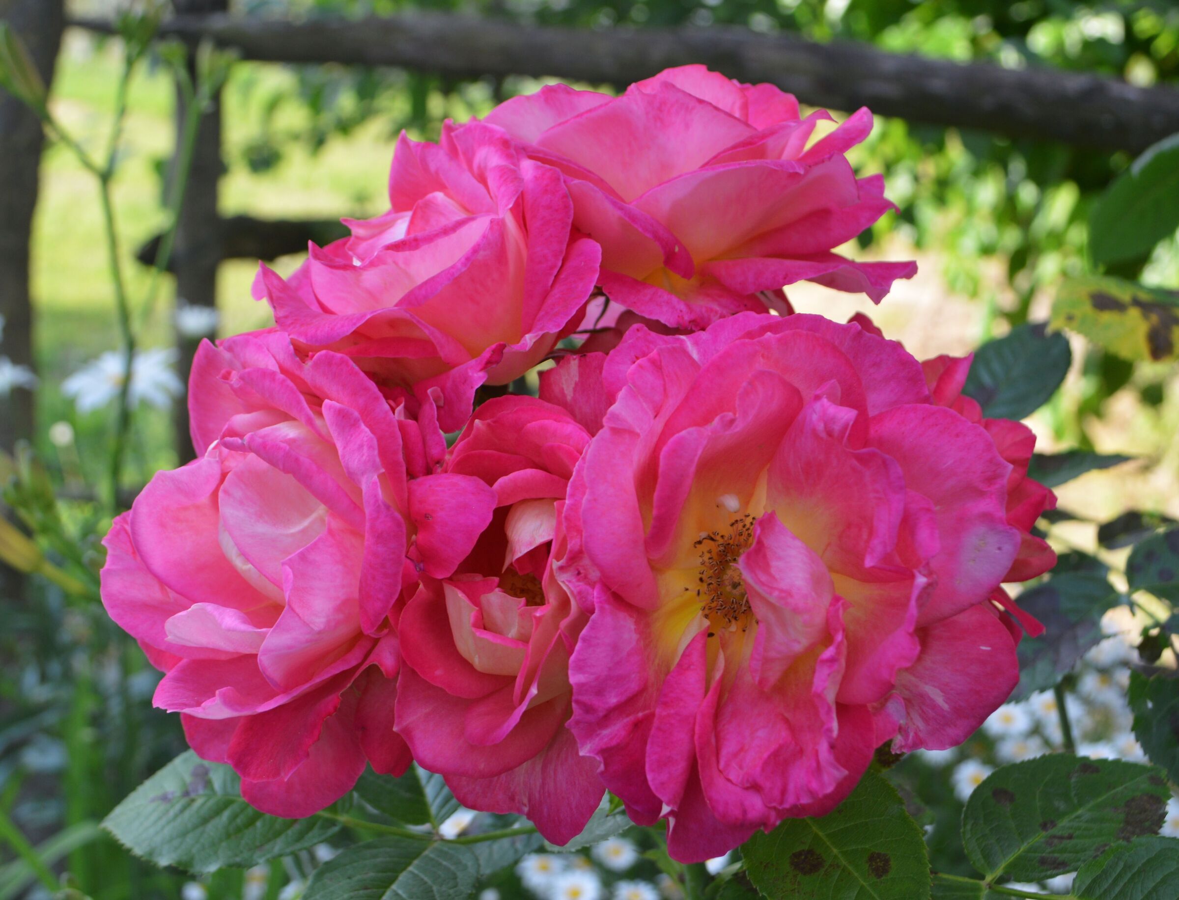 Rose rosa per tutti!