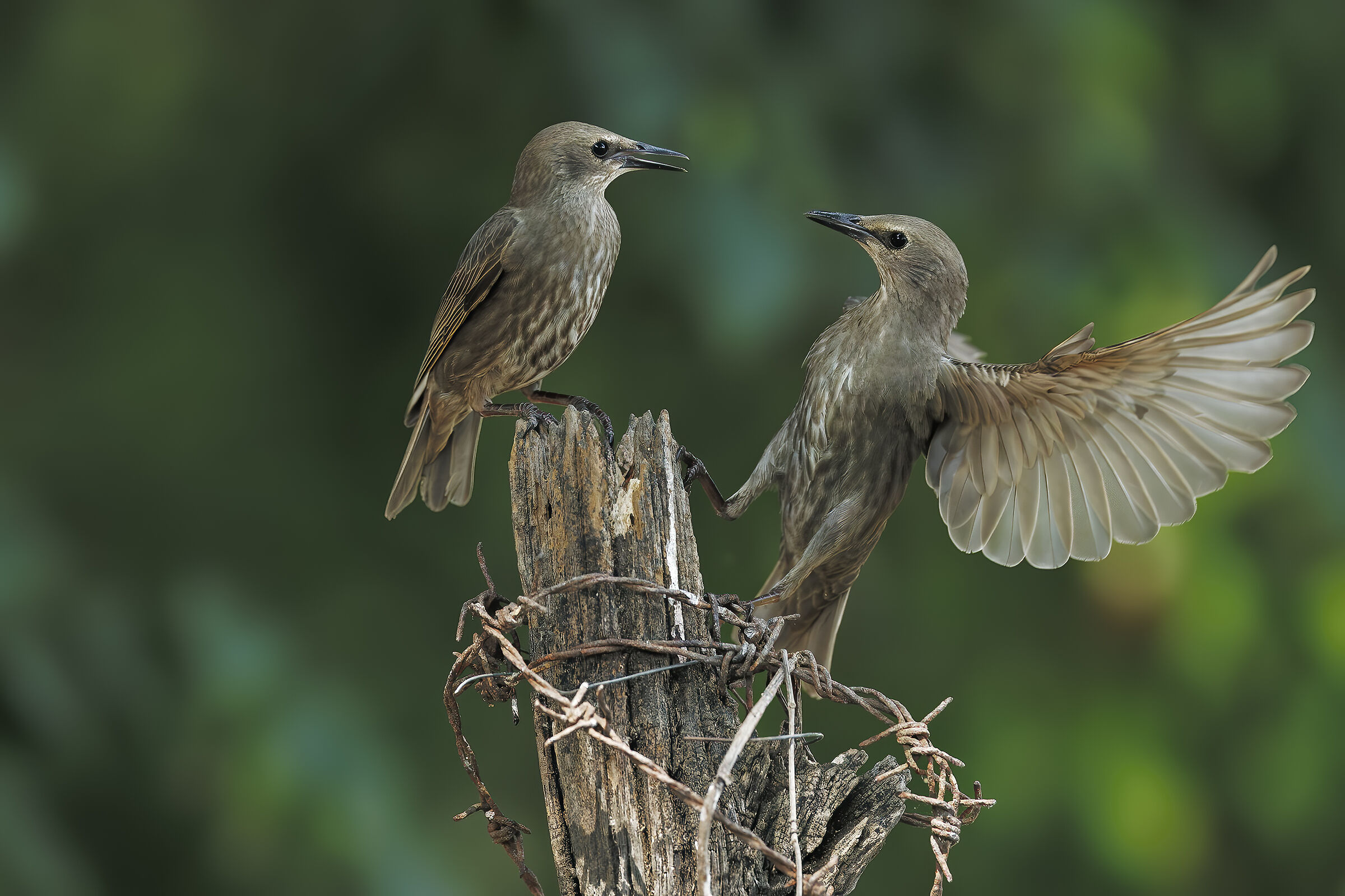 Young starlings grow up