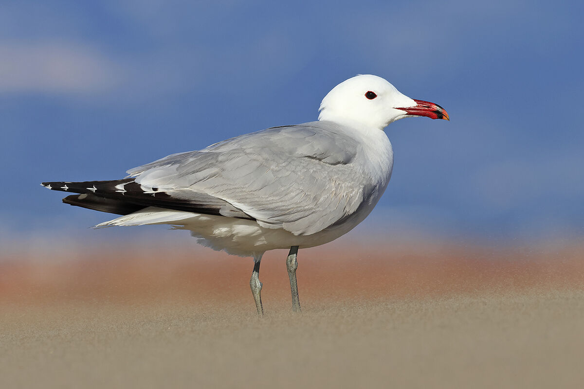 Audouin's Gull