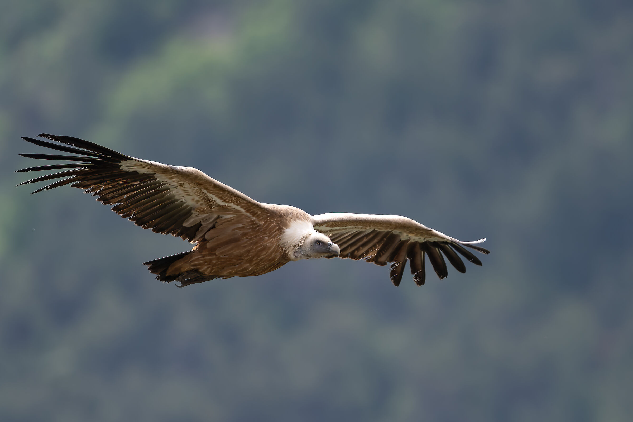 Griffin - Barronies Provencal