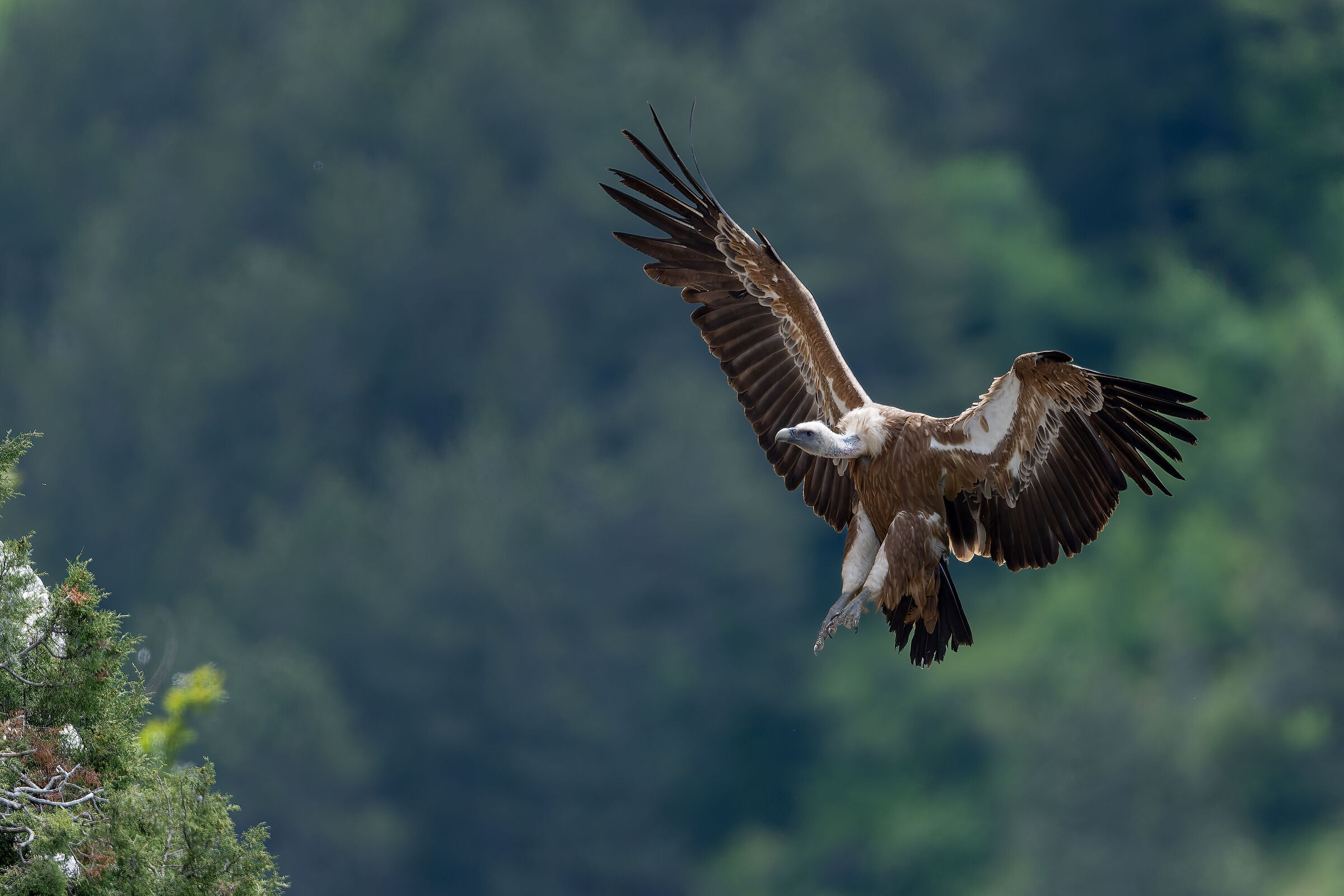 Griffin - Barronies Provencal