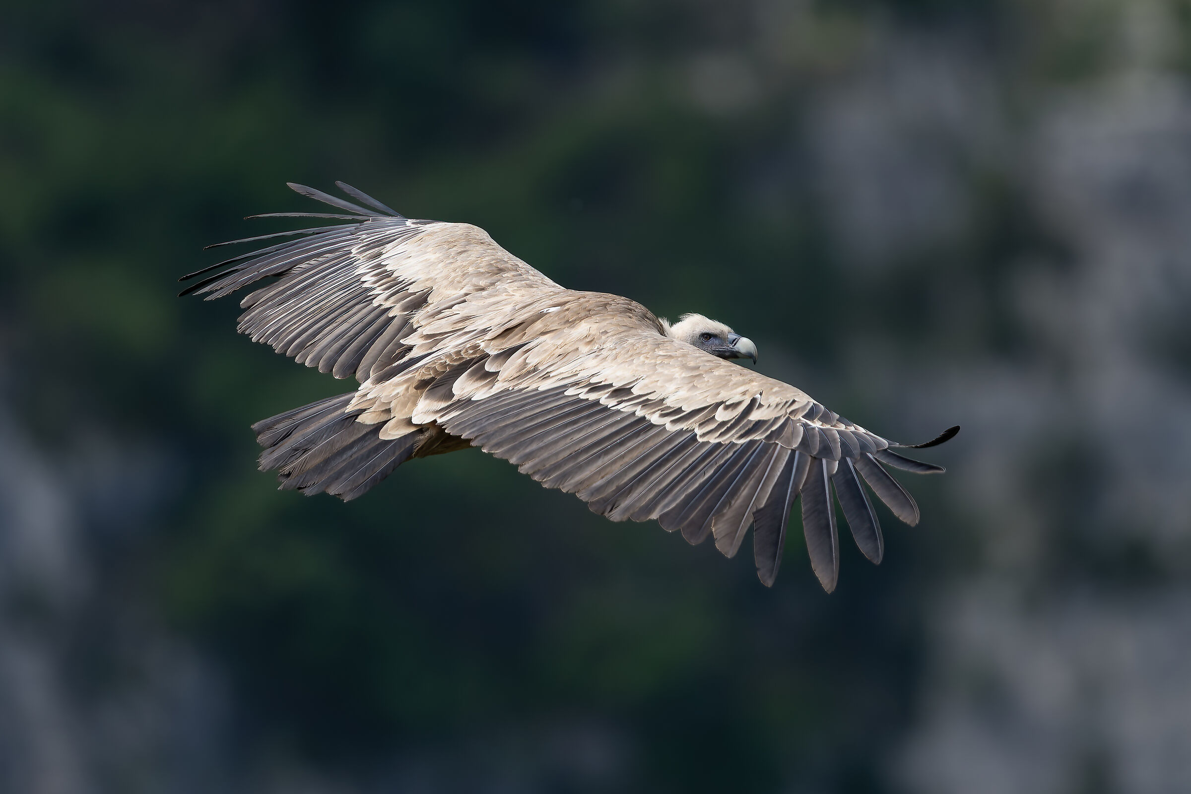 Griffin - Barronies Provencal