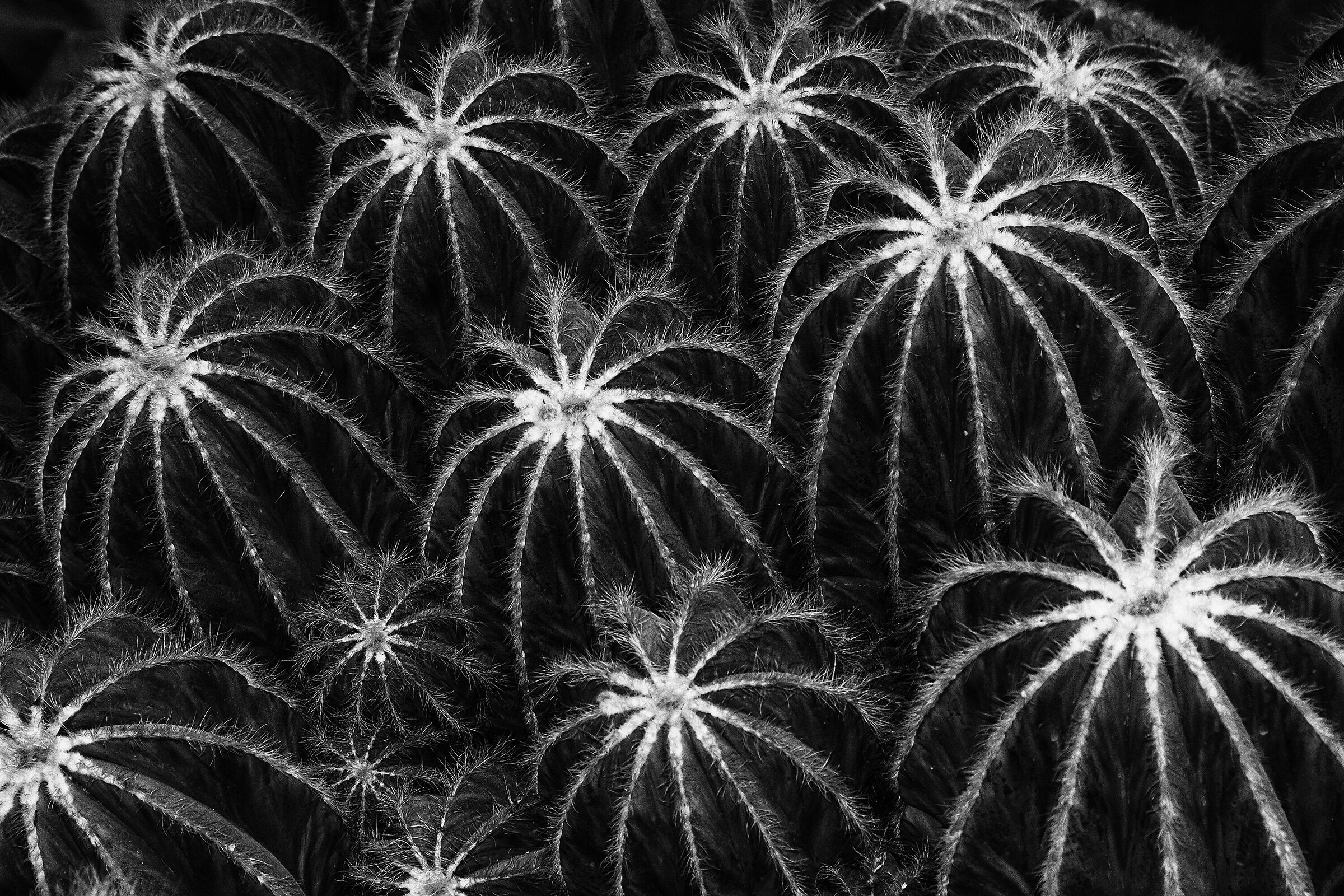 Bianco e nero spinoso