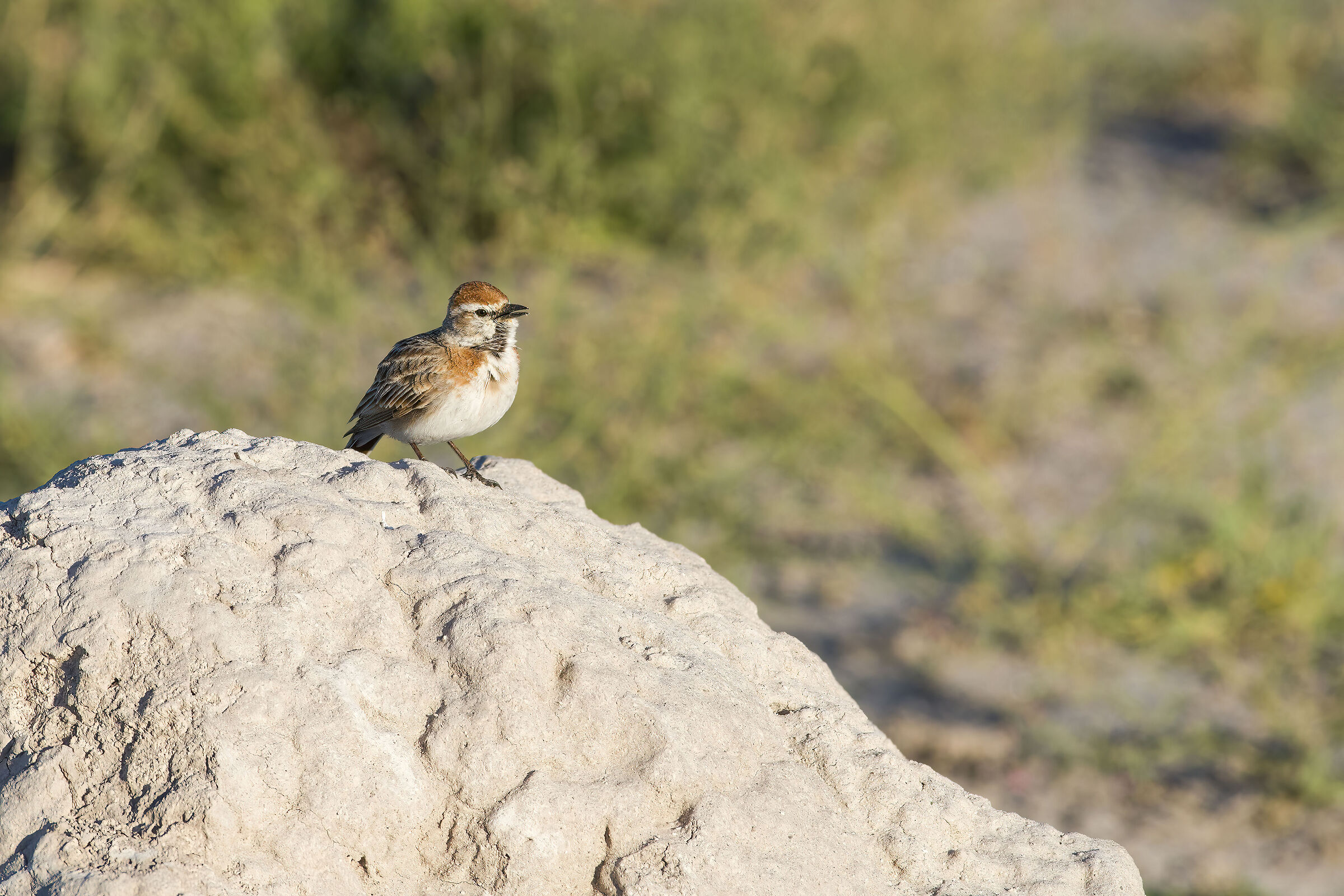 Red-necked skylark (Corypha africana)