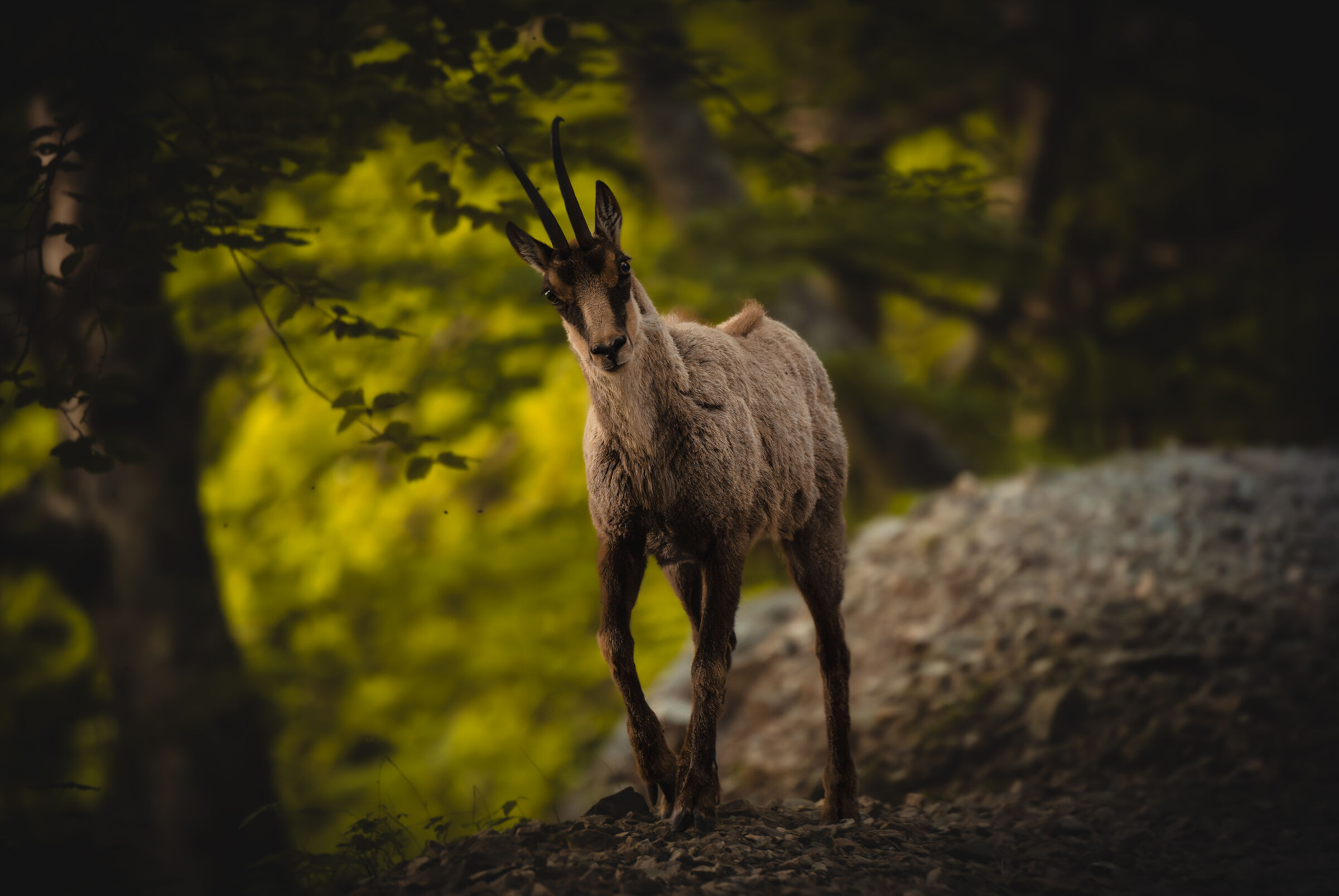 La curiosità del camoscio