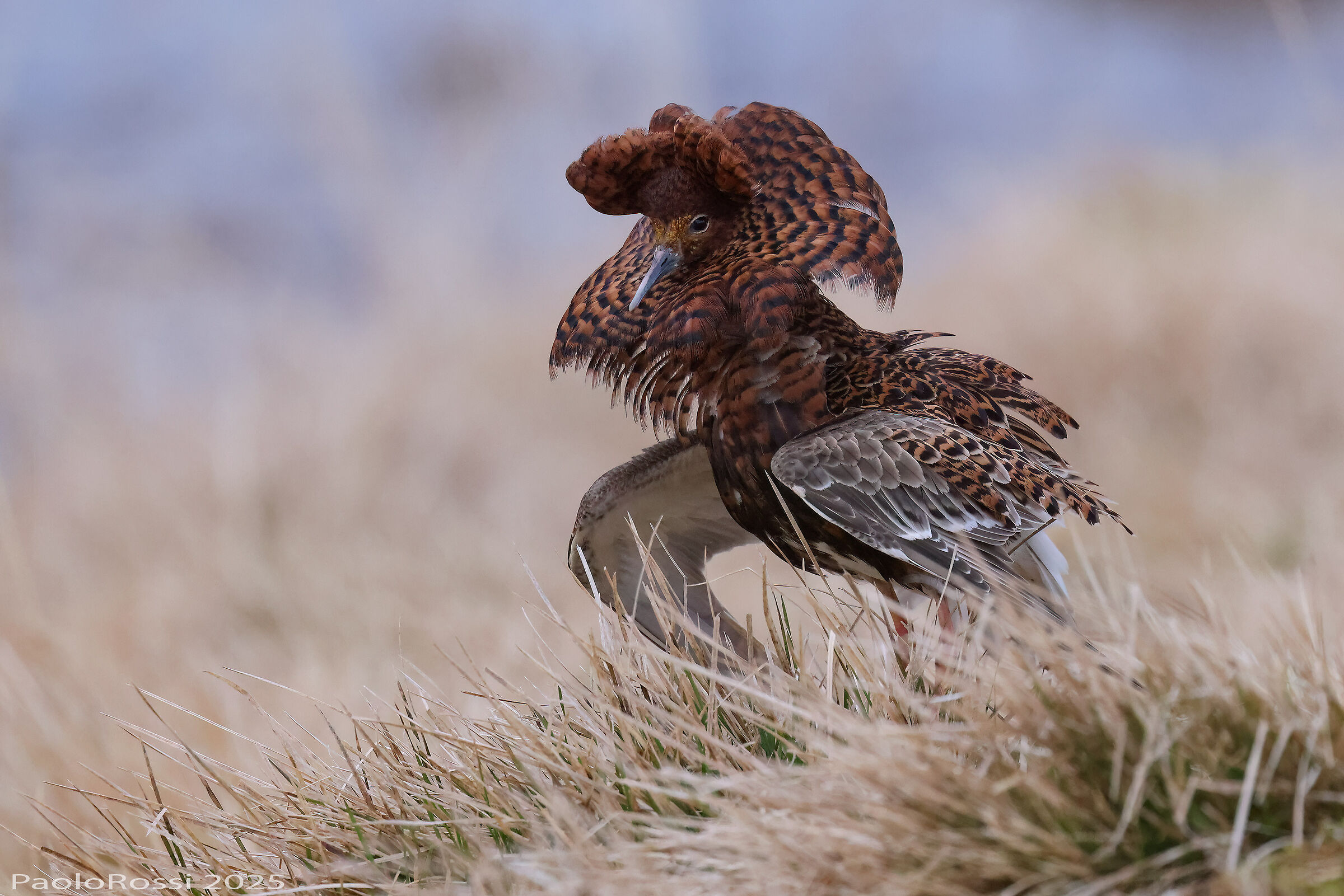 Fighter in a suit...